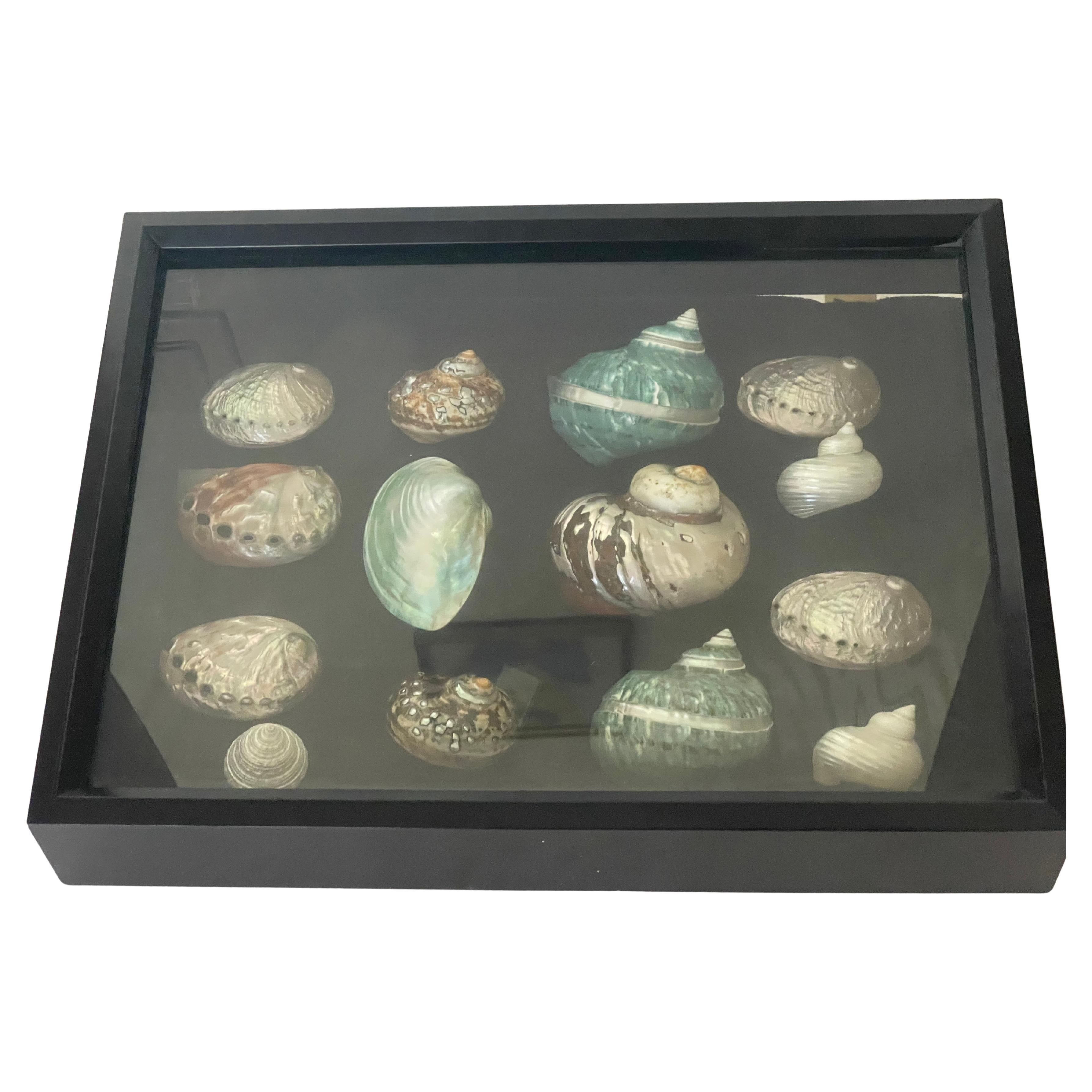 Mid 20 th c Sea Shell Selection in Shadow Box