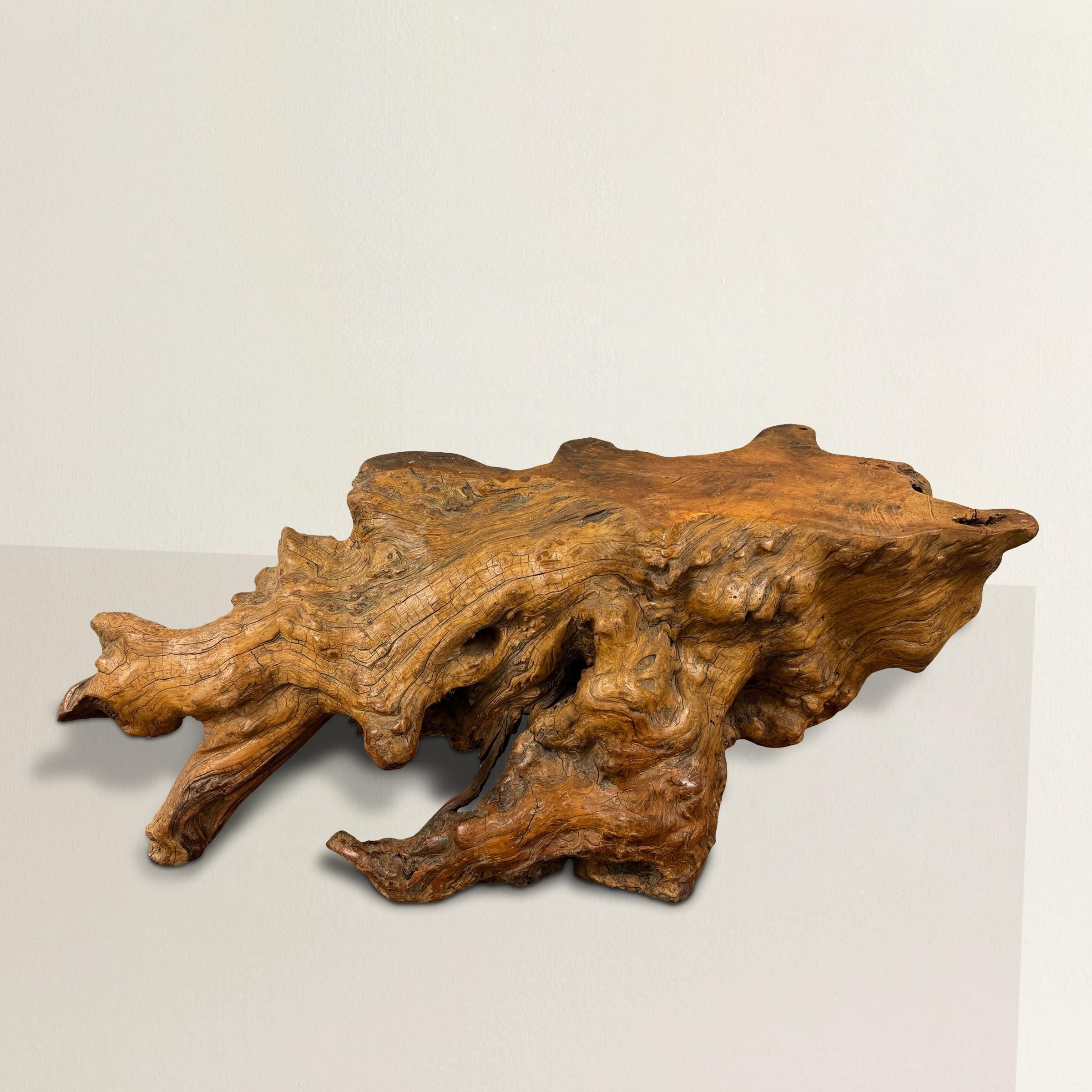 Mid-Century Modern Table basse américaine du milieu du 20e siècle en bois de ronce de ronce en vente