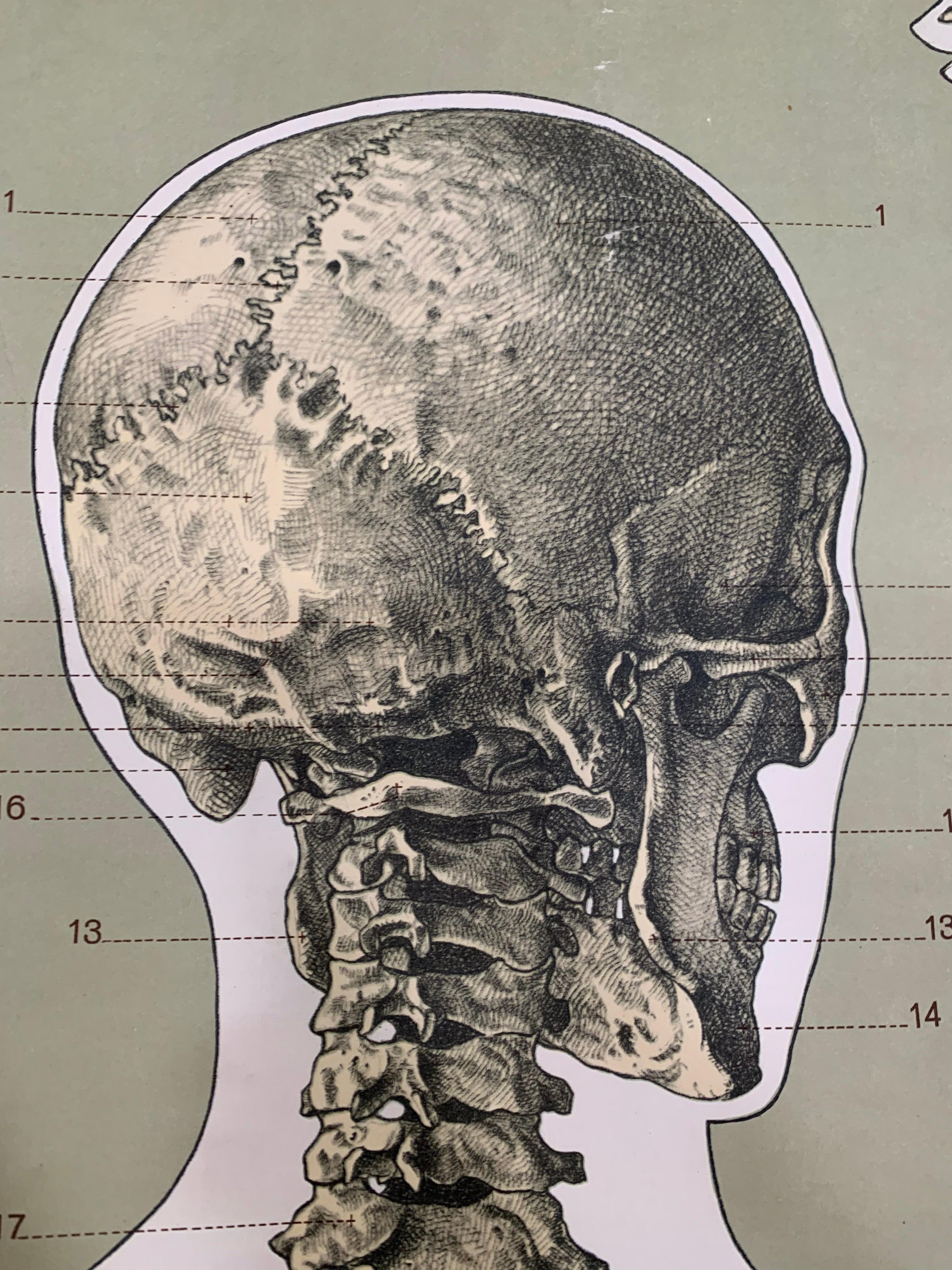 That's a huge card! No less than 197 cm the skeleton is therefore life size. This map dates from the 1950s and is produced in Germany. Paper on linen in very nice used condition. 

Beautiful details!

Measure: Height 198 cm x wide 93 cm.