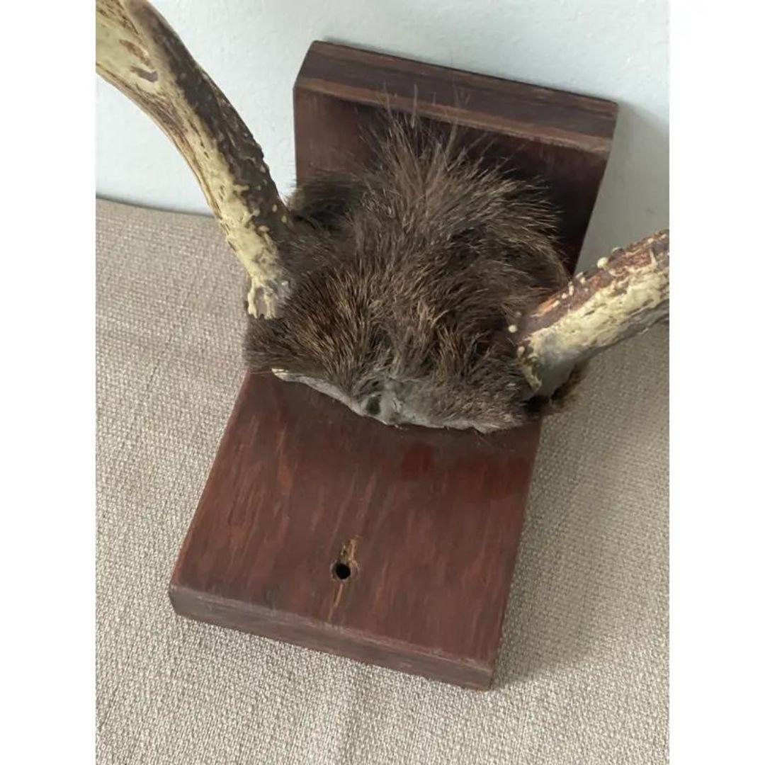 Rustic Mid 20th Century Antlers on Wood Bracket 6 Point For Sale