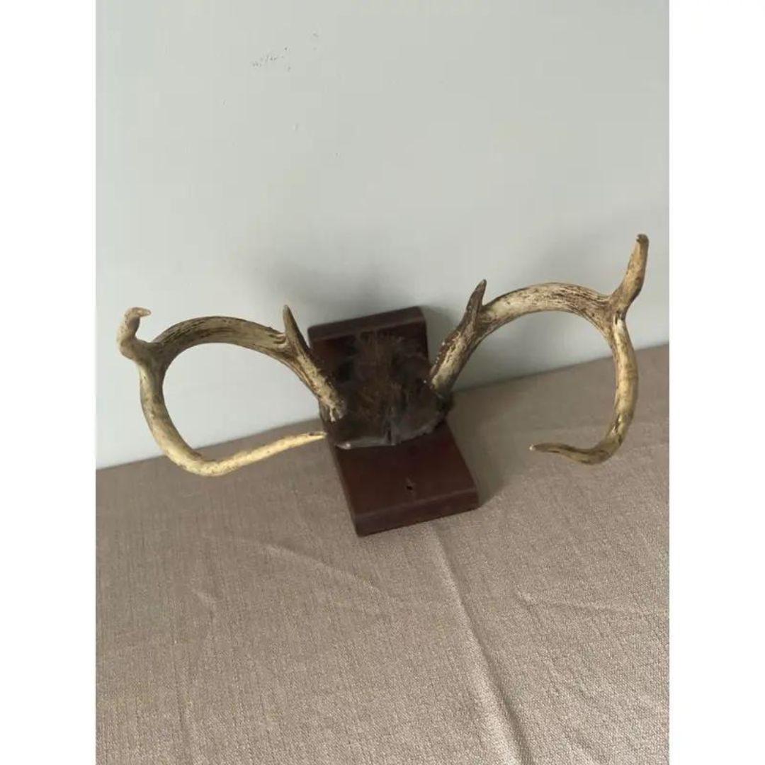 American Mid 20th Century Antlers on Wood Bracket 6 Point For Sale