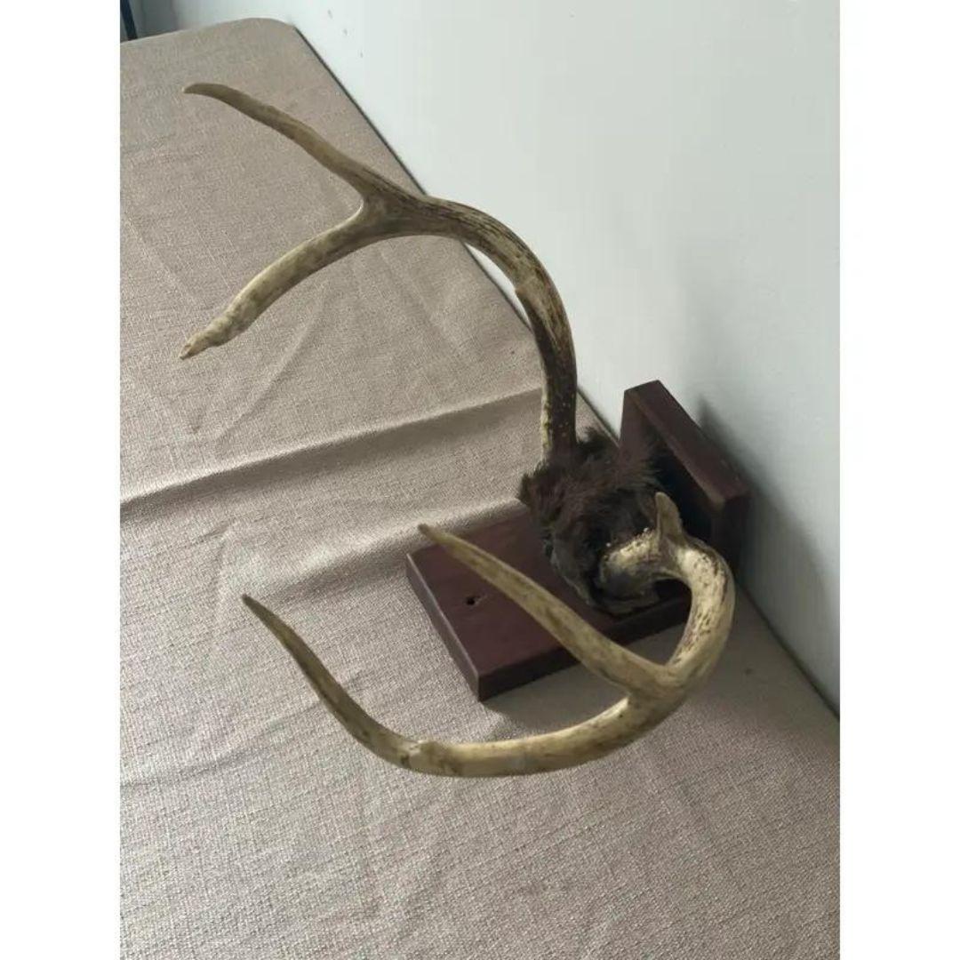 Mid 20th Century Antlers on Wood Bracket 6 Point In Good Condition For Sale In Cookeville, TN
