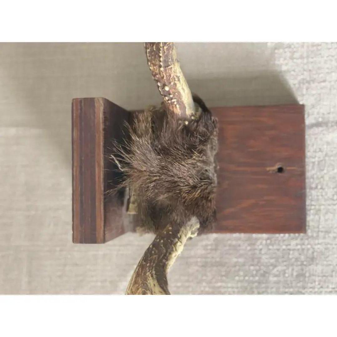 Mid 20th Century Antlers on Wood Bracket 6 Point For Sale 1