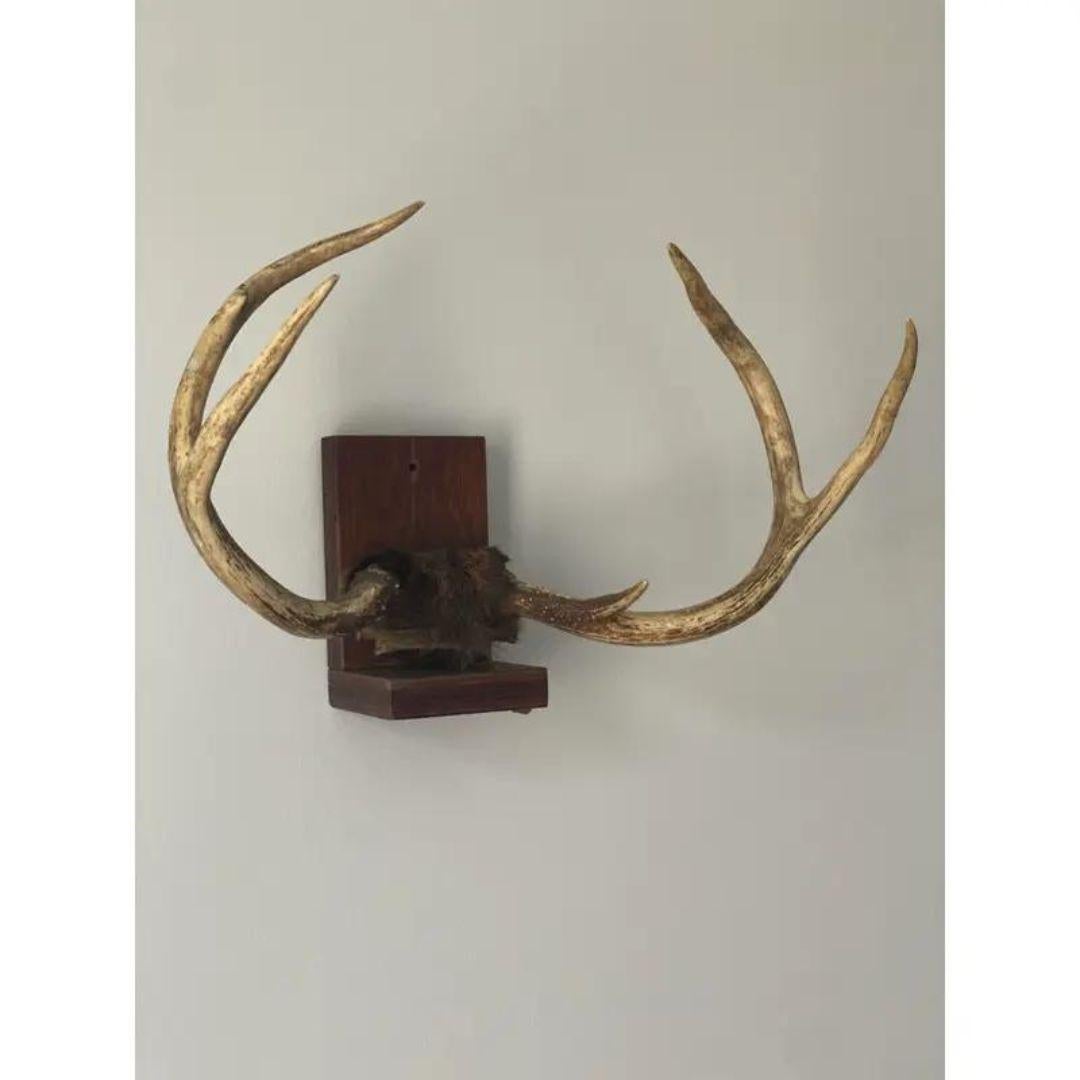 Mid 20th Century Antlers on Wood Bracket 6 Point For Sale 2