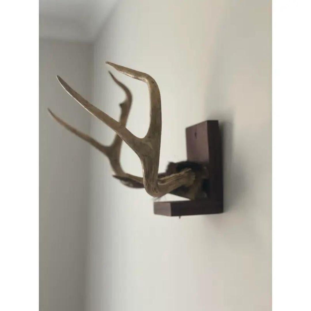 Mid 20th Century Antlers on Wood Bracket 6 Point For Sale 3