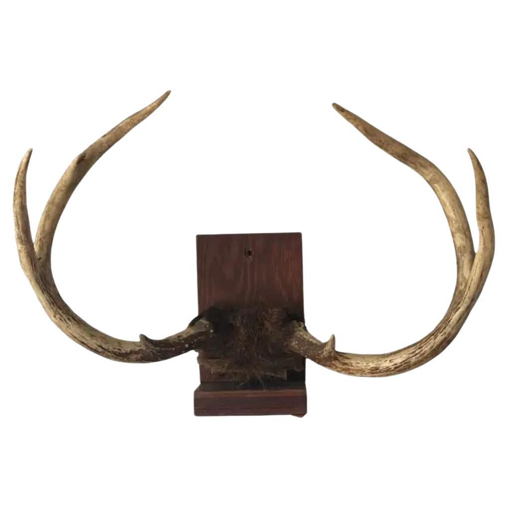Mid 20th Century Antlers on Wood Bracket 6 Point For Sale