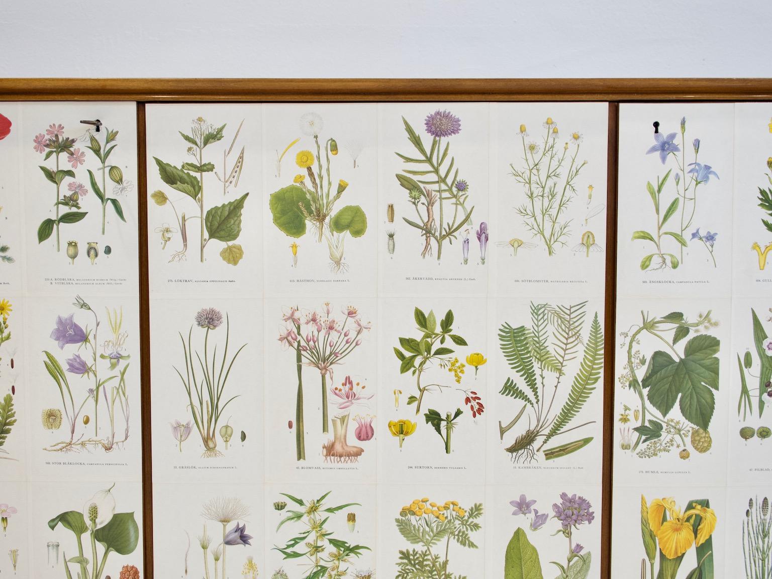 Mid-20th Century Cabinet with Nordens Flora Illustrations by C. Lindman 9