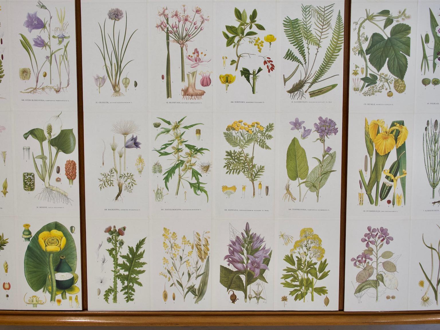 Mid-20th Century Cabinet with Nordens Flora Illustrations by C. Lindman 10