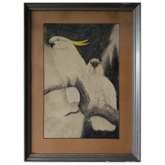 Mid-20th Century Charcoal Drawing of 2 Cockatoos