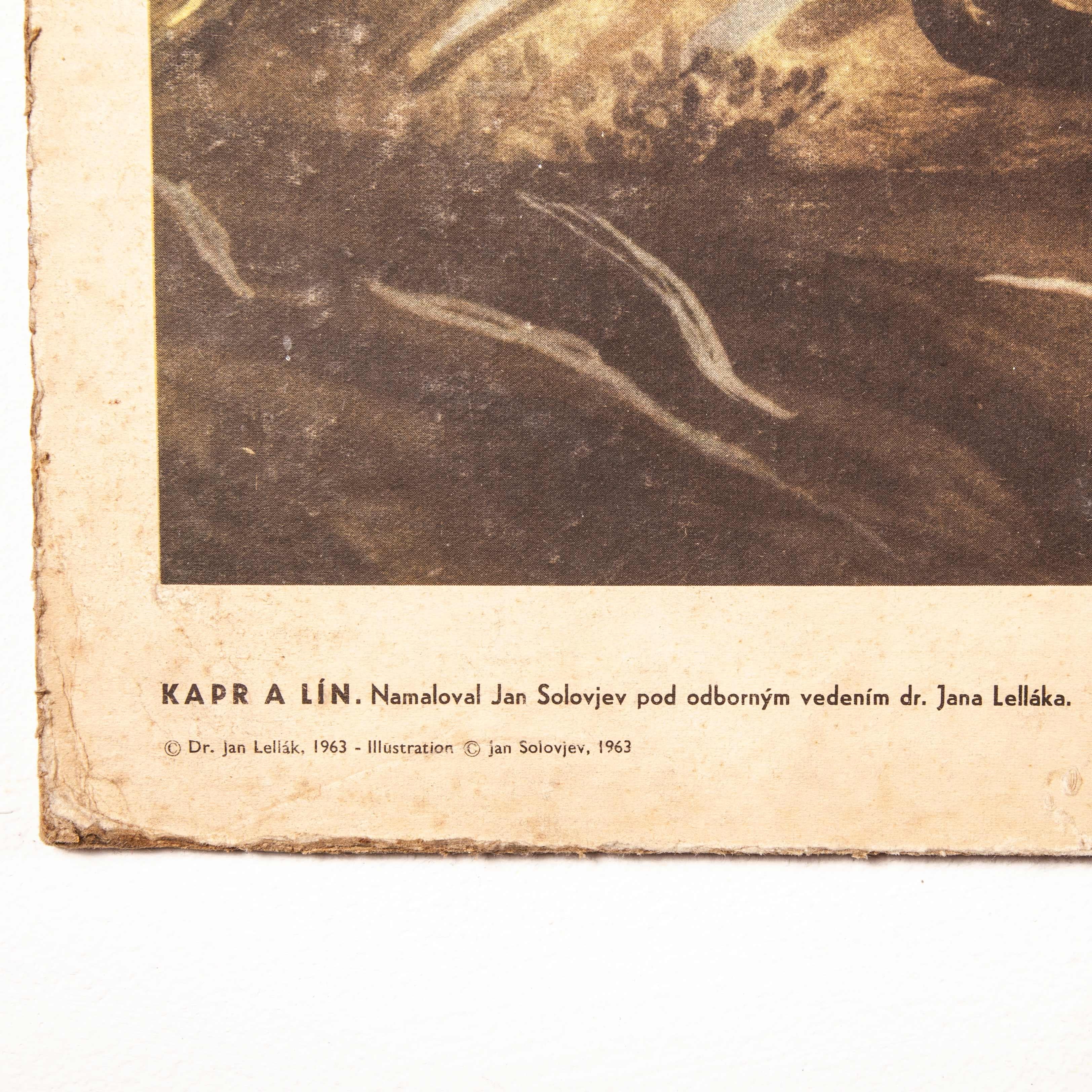 Legno Grafico rigido didattico della metà del XX secolo, Carpa in vendita