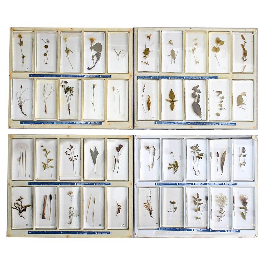 Mid-20th Century Encased Botanic Flower Samples in vendita
