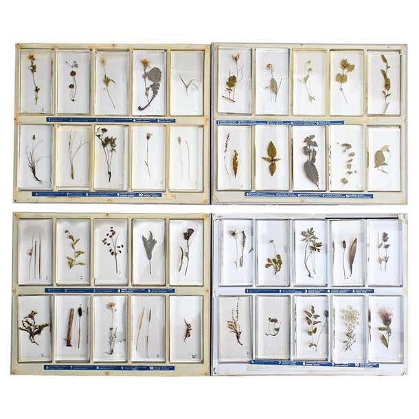 Mid-20th Century Encased Botanic Flower Samples For Sale at 1stDibs