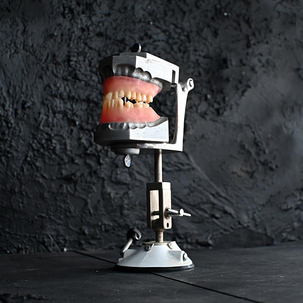 British Mid-20th Century English Dental Phantom Display