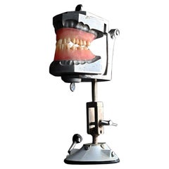 Vintage Mid-20th Century English Dental Phantom Display