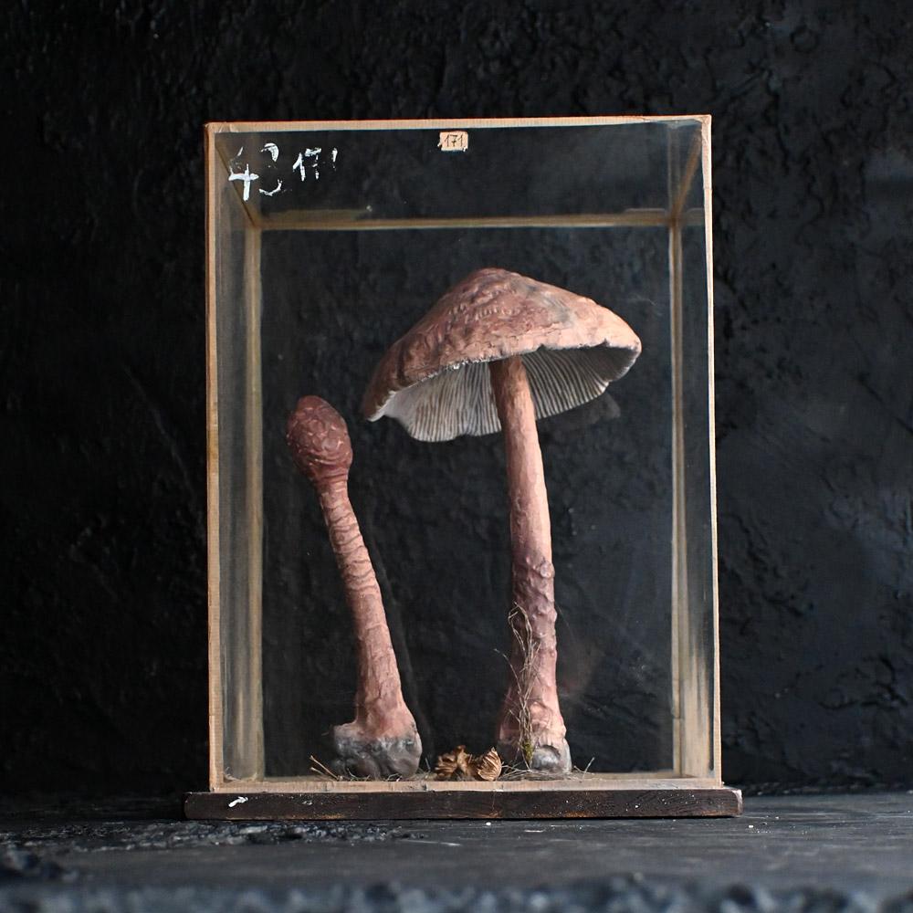 Mid-20th Century European Museum Mushroom Specimen 

Encased in a glass cube this mid-20th Century papier mache, hand painted large teaching aid mushroom specimen stands 16.5 inches tall. Detailed in its natural habitat with earth, weeds and a dried