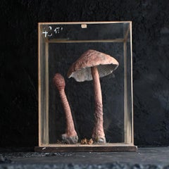Mid-20th Century European Museum Mushroom Specimen