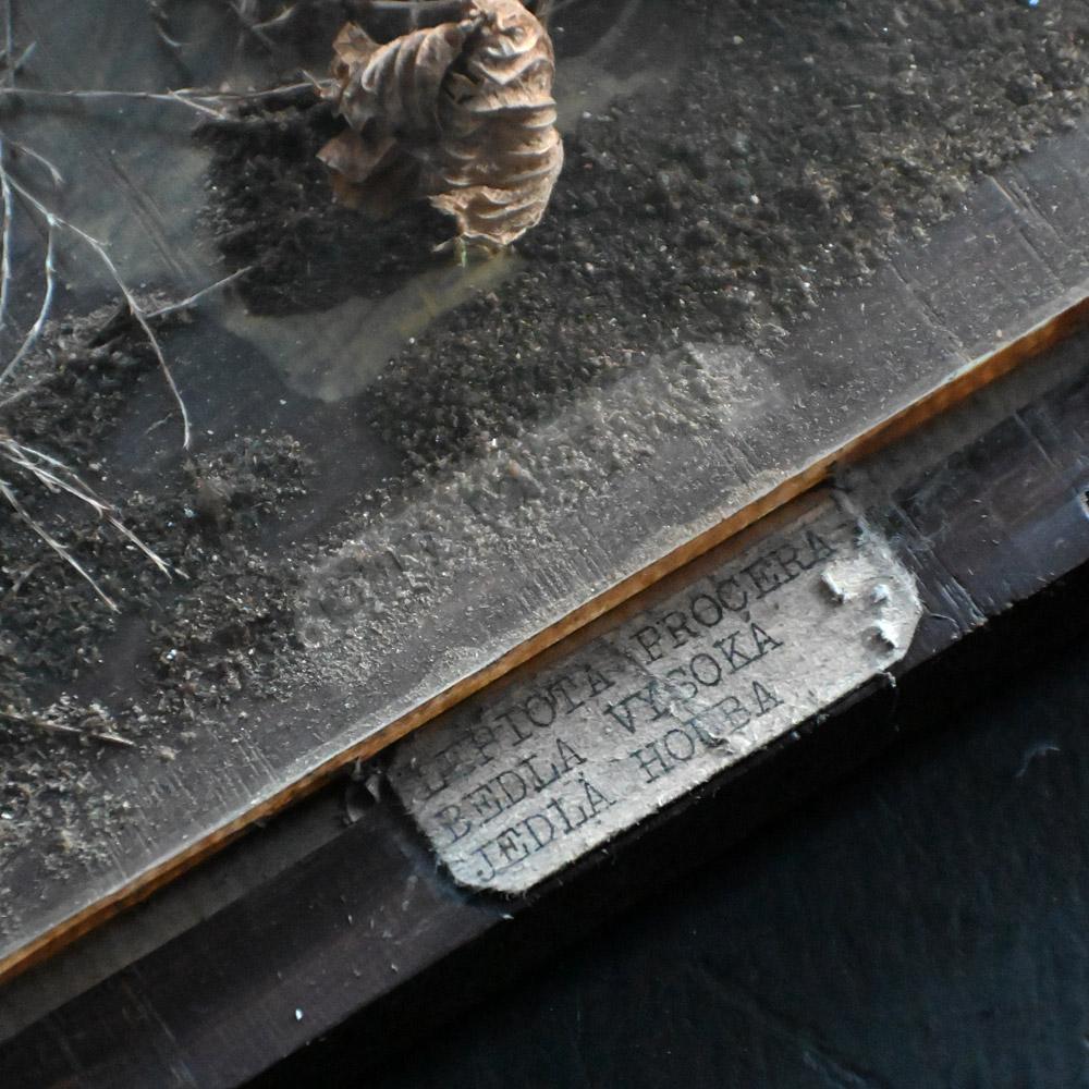 Mid-20th Century European Museum Mushroom Specimen For Sale 1