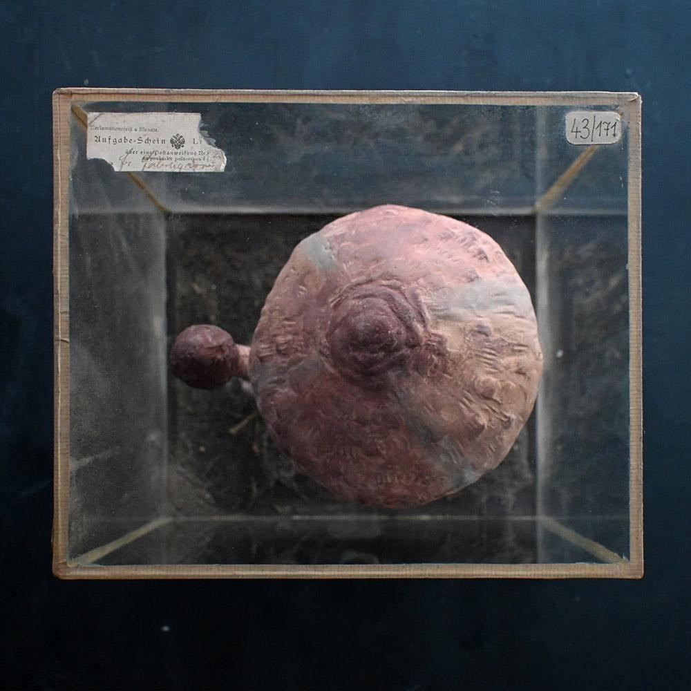 Mid-20th Century European Museum Mushroom Specimen For Sale 2