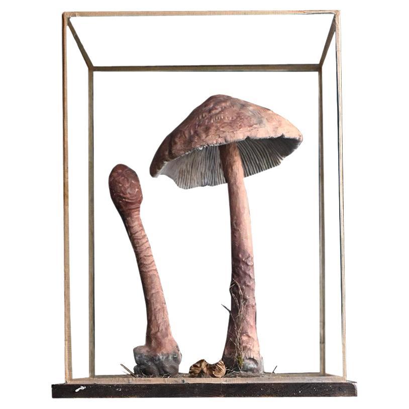 Mid-20th Century European Museum Mushroom Specimen For Sale