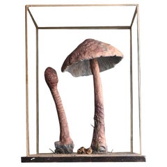 Spécimen de champignons d'un musée européen du milieu du 20e siècle