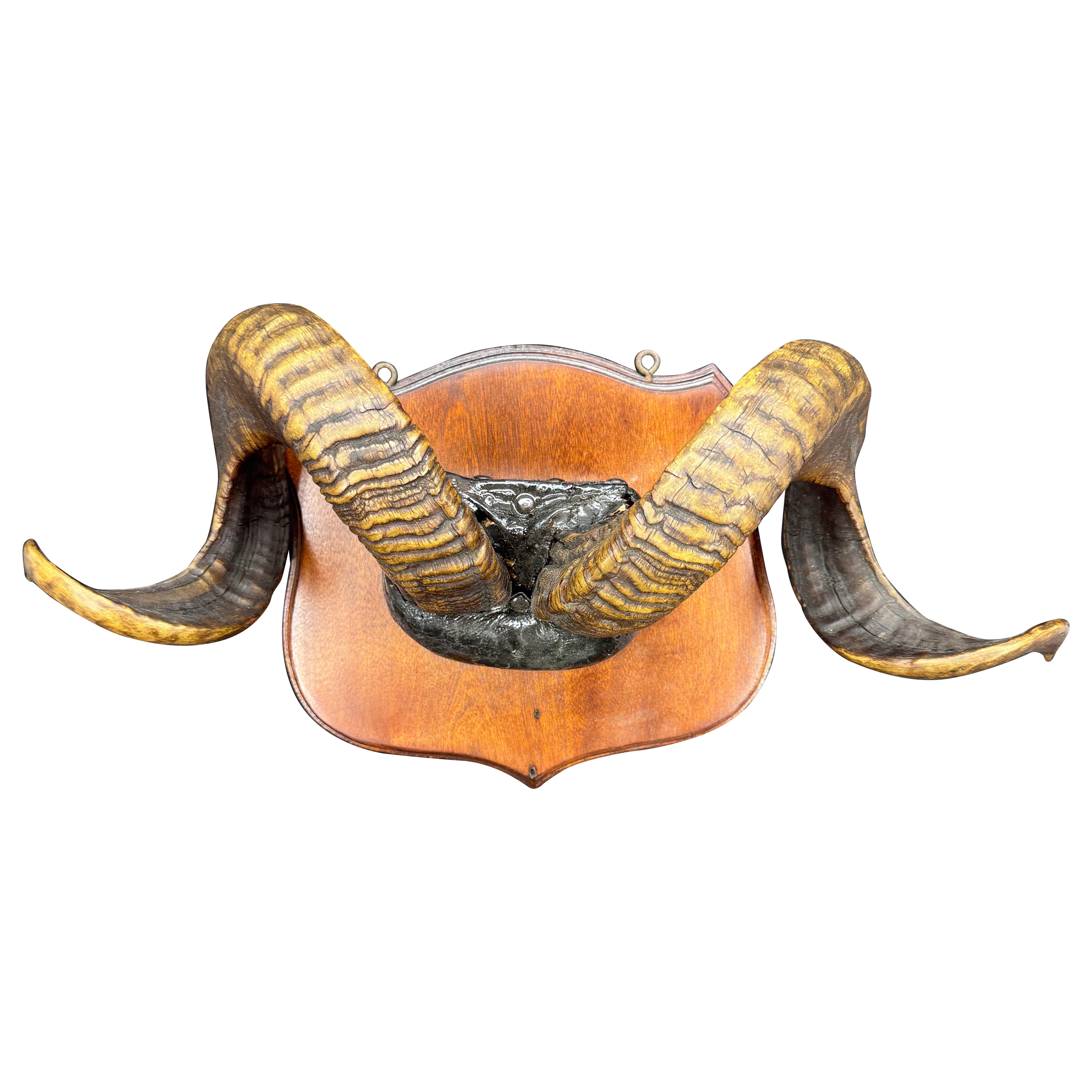 Mid-20th Century Folk Art Ram's Horn Wall Mount Plaque For Sale