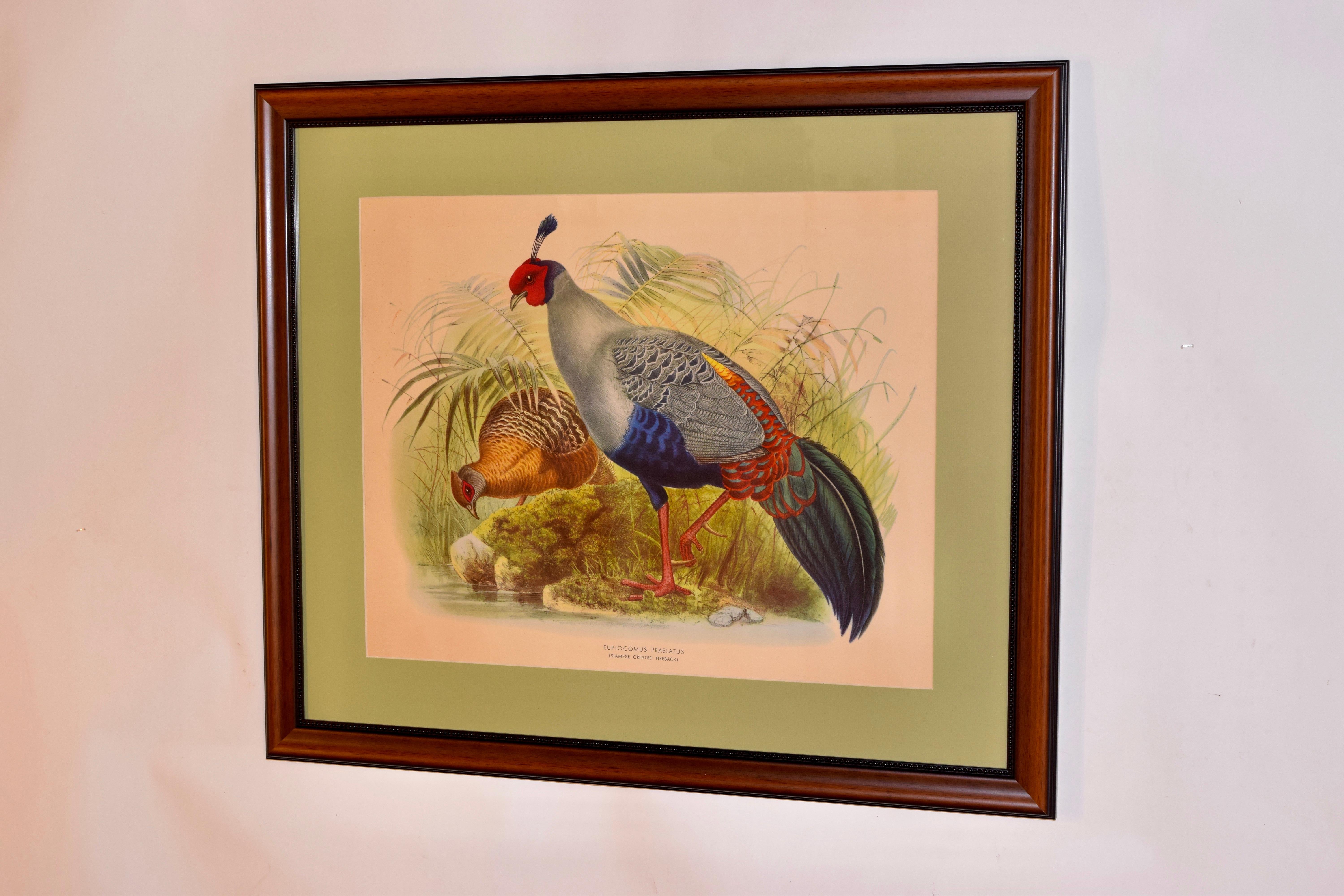 Mid-20th century framed lithograph of a Siamese crested fireback, which is a large pheasant. The colors are vibrant and lovely. The piece has been newly framed with contrasting sage matting.
