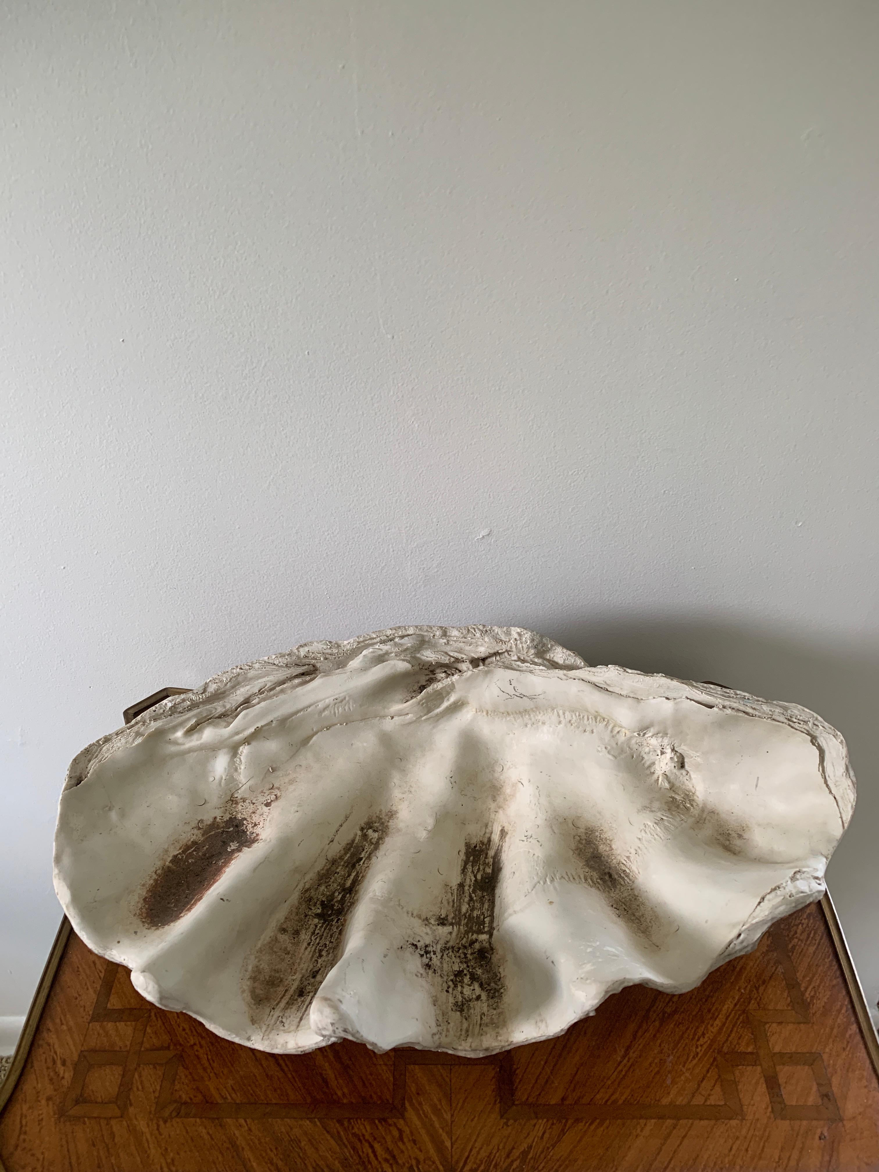 fossilized clam shell value