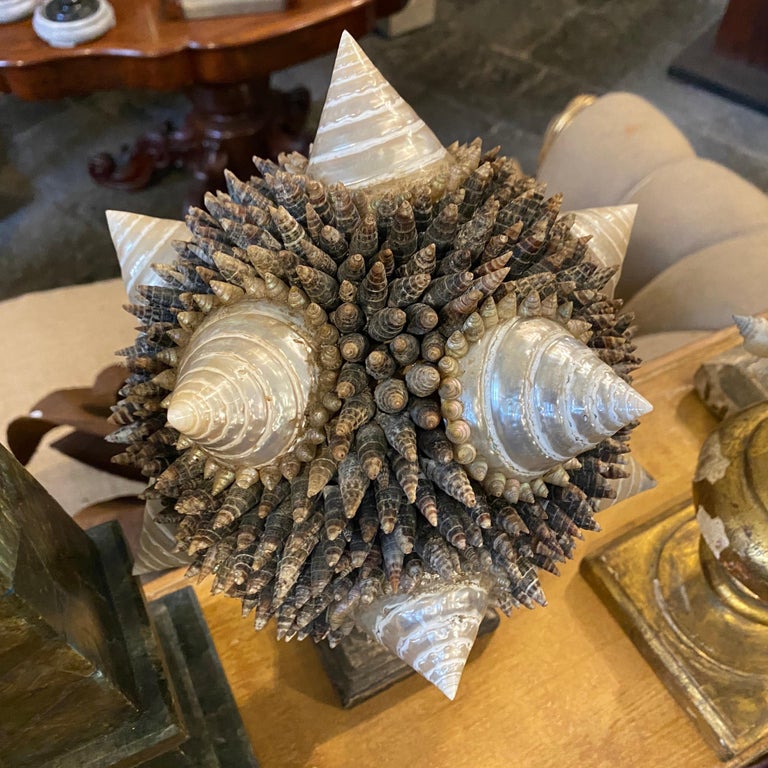 Mid-20th Century Pair of Composition of Shells on Antique Lacquered ...