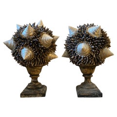 Paire de compositions de coquillages sur socle en bois laqué ancien du milieu du 20e siècle