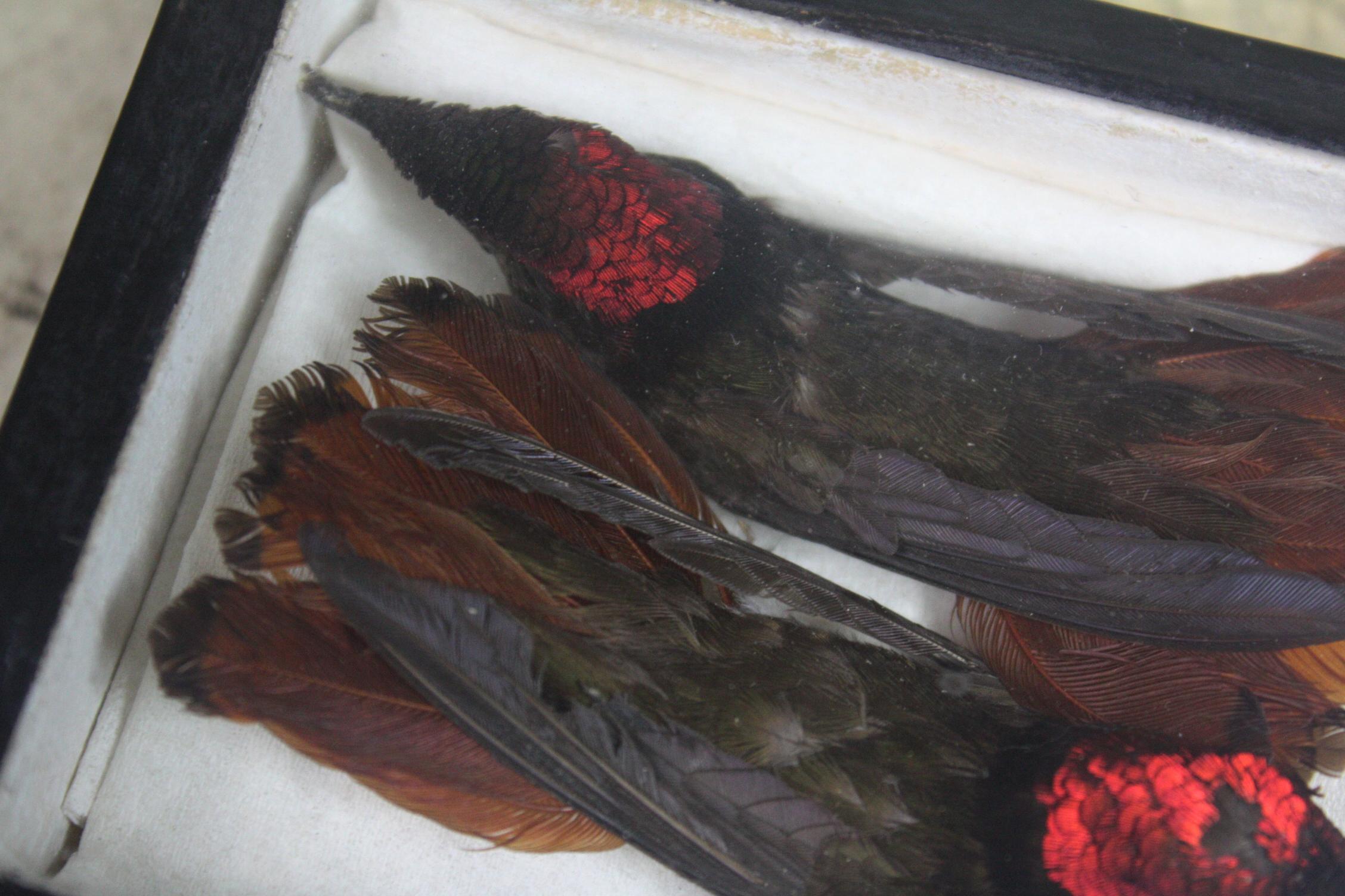 Mid-20th Century Taxidermy Cased Pair of Rufus Hummingbirds 'Selasphorus Rufus' In Good Condition In Lowestoft, GB
