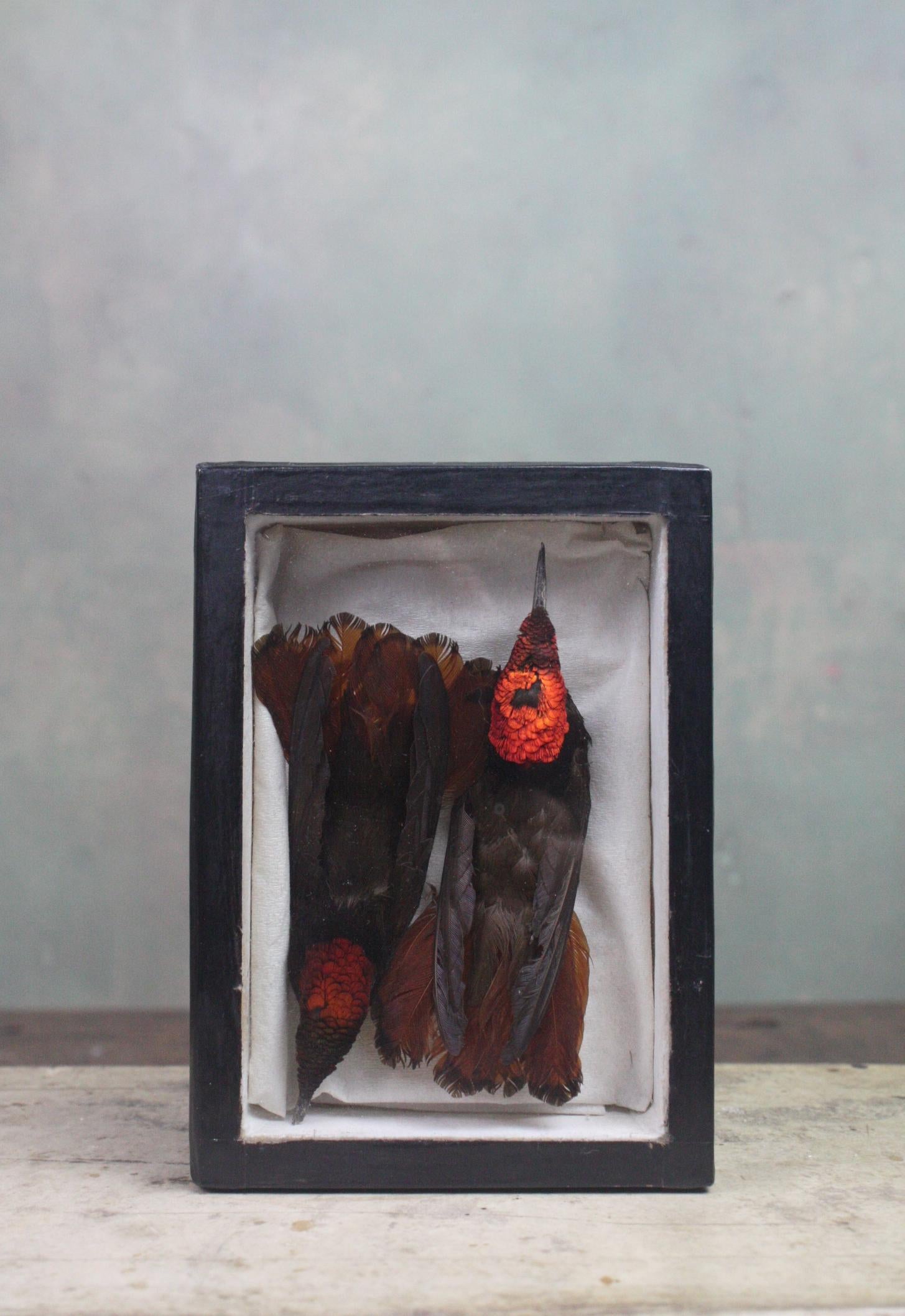 Softwood Mid-20th Century Taxidermy Cased Pair of Rufus Hummingbirds 'Selasphorus Rufus'