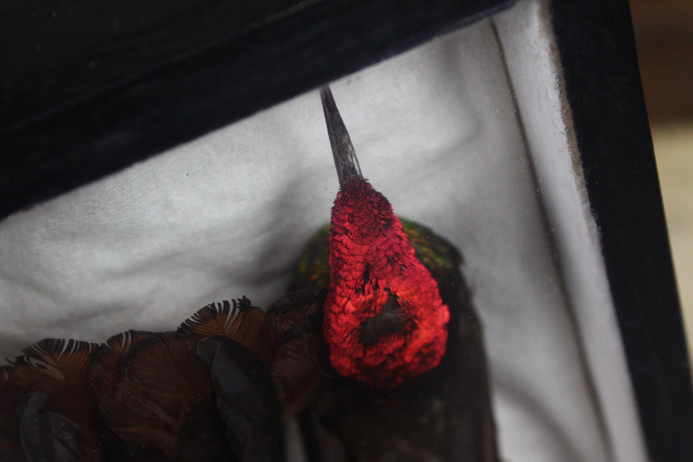 Mid-20th Century Taxidermy Cased Pair of Rufus Hummingbirds 'Selasphorus Rufus' 4