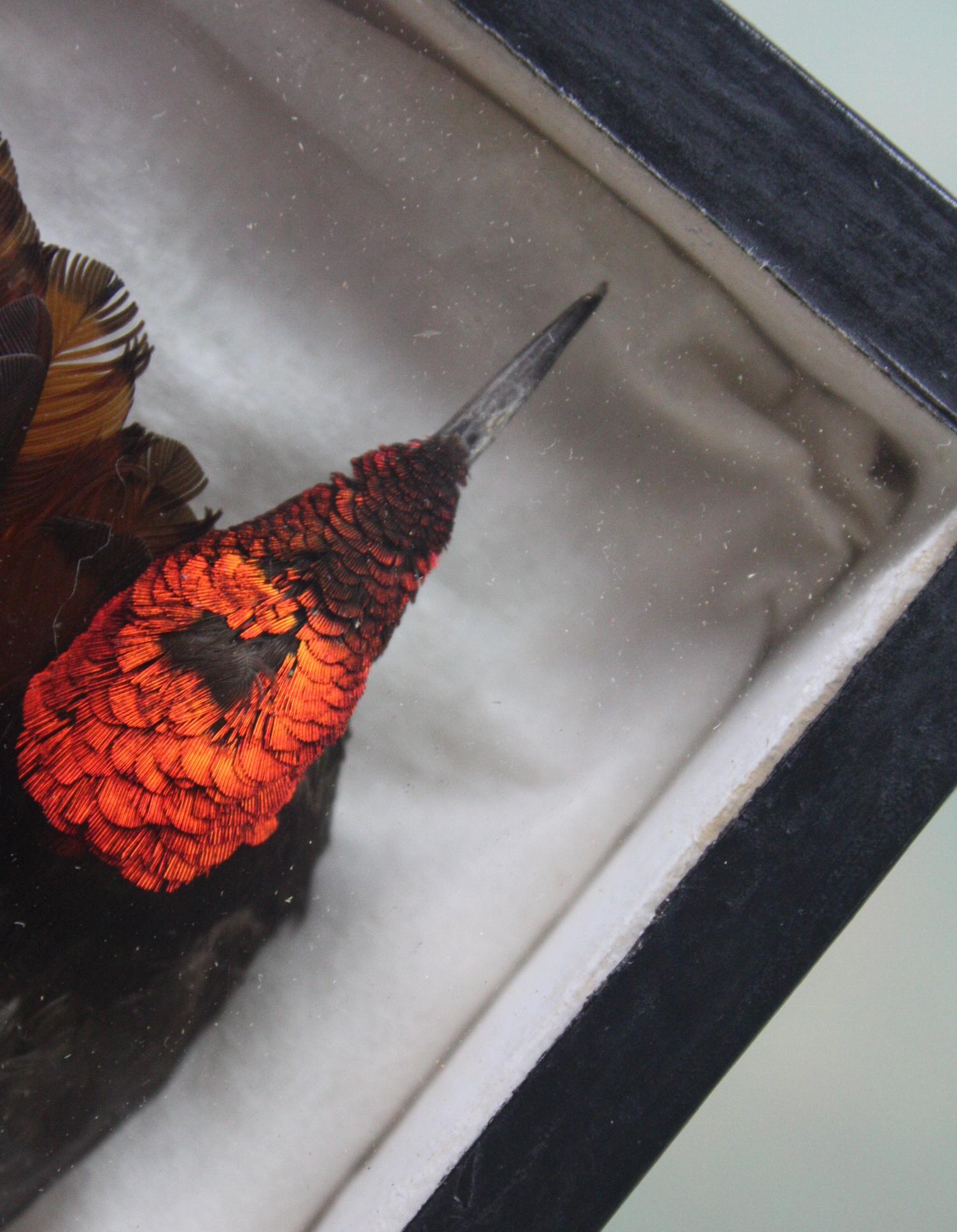 A fine pair of Rufus Hummingbirds resting on tissue paper in a glazed case 

A softwood casket, covered with a thick black paper outer, with a glazed front

Early to mid-20th century in age 

12/9/3cm.
