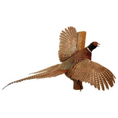 Mid-20th Century Taxidermy Ring Neck Pheasant