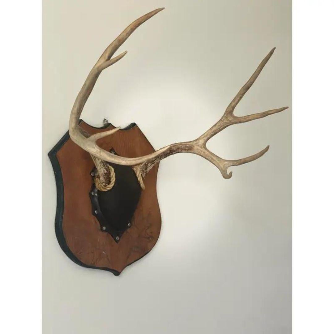 Mid 20th Century Vintage Antlers on Large Plaque 8 Point 3