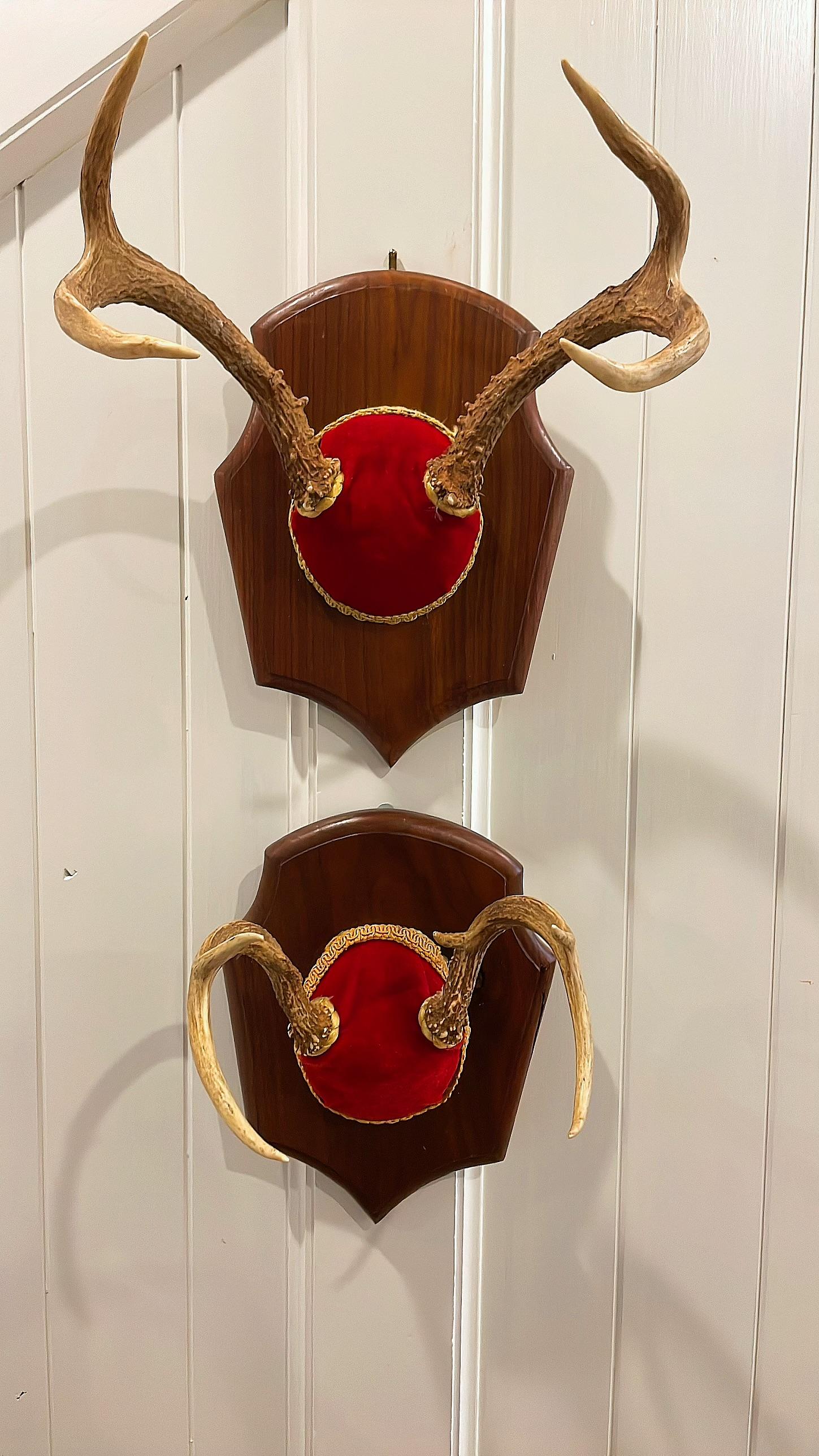 Beautiful mid century pair of deer antlers mounted on a carved wood plaque with the skull portion covered in ruby red velvet and lined with braided trim around the antlers and the outside.

Fabulous set of 4 and 5 point deer antlers . One measures