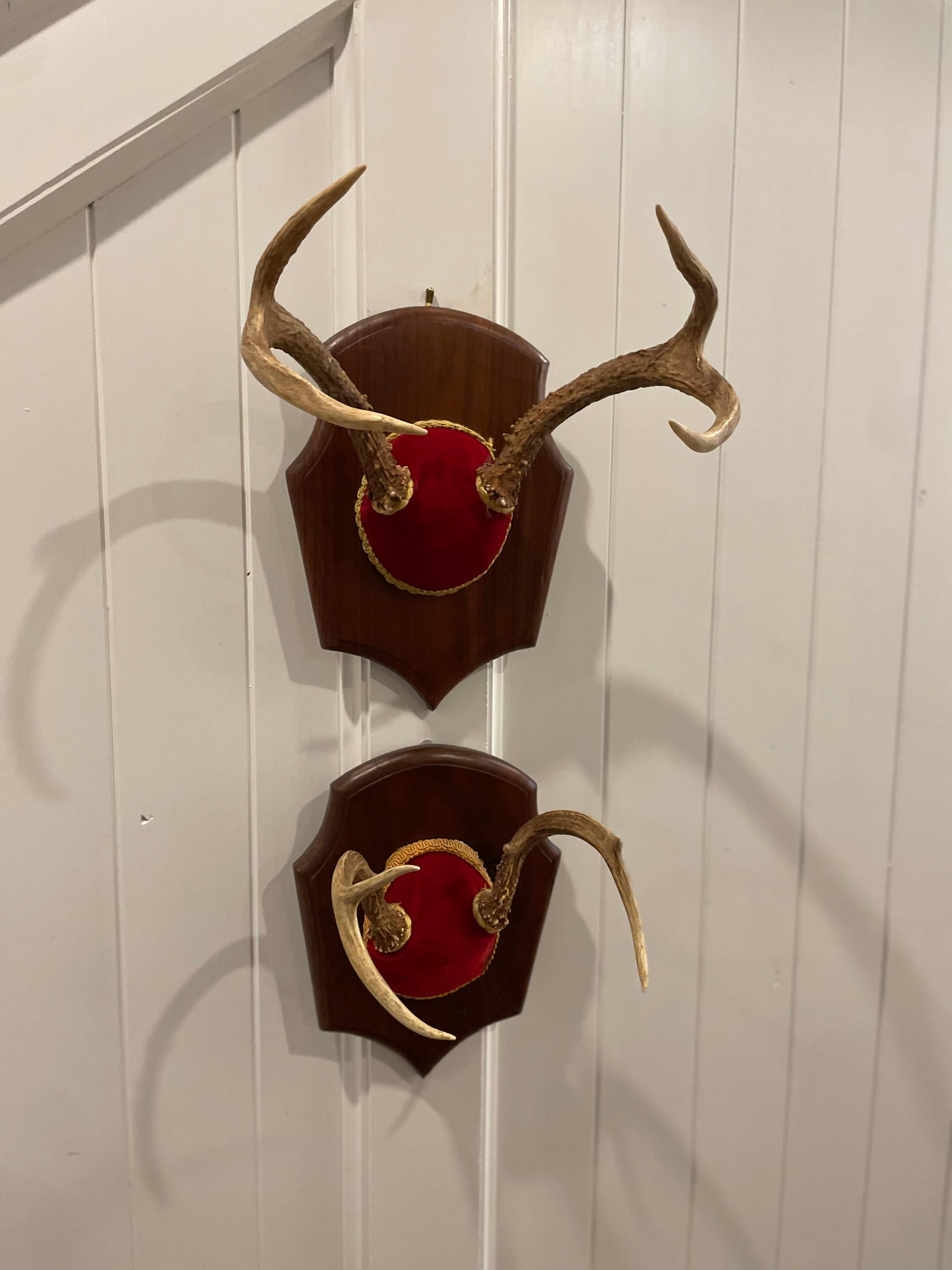 Mid 20th Century Vintage Trophy Mount Antlers - a Pair In Good Condition For Sale In Cookeville, TN