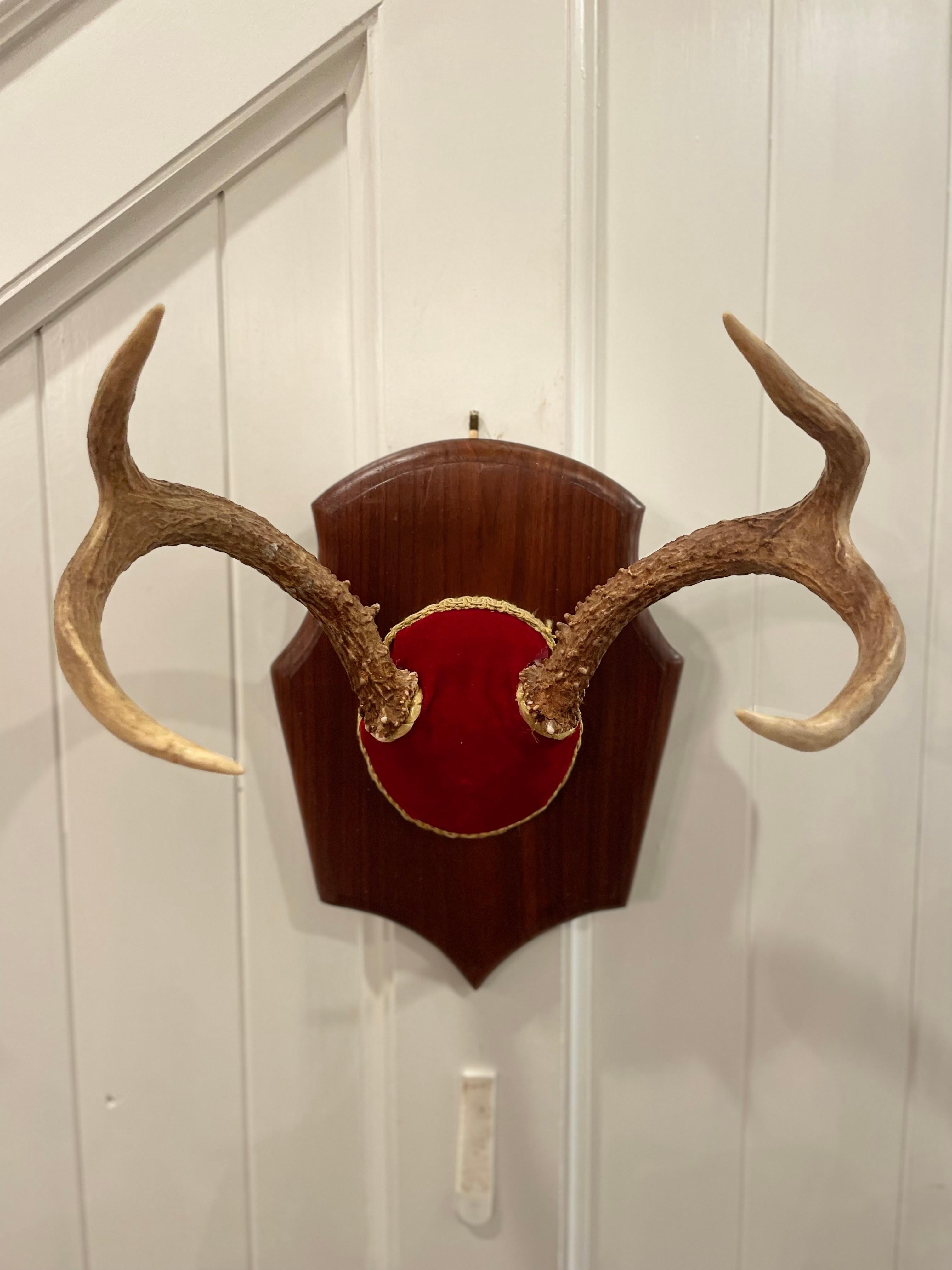 Bone Mid 20th Century Vintage Trophy Mount Antlers - a Pair For Sale