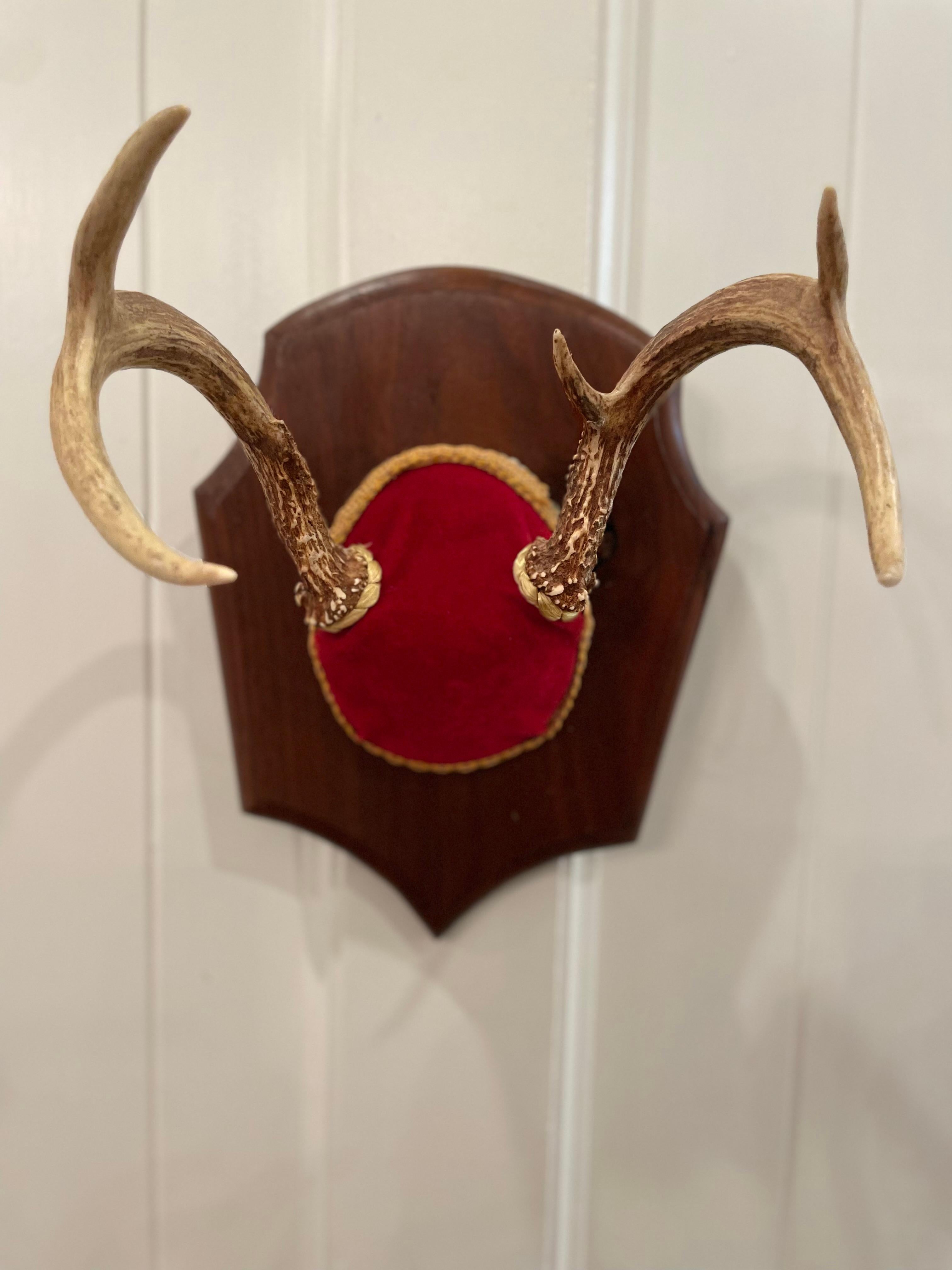 Mid 20th Century Vintage Trophy Mount Antlers - a Pair For Sale 1