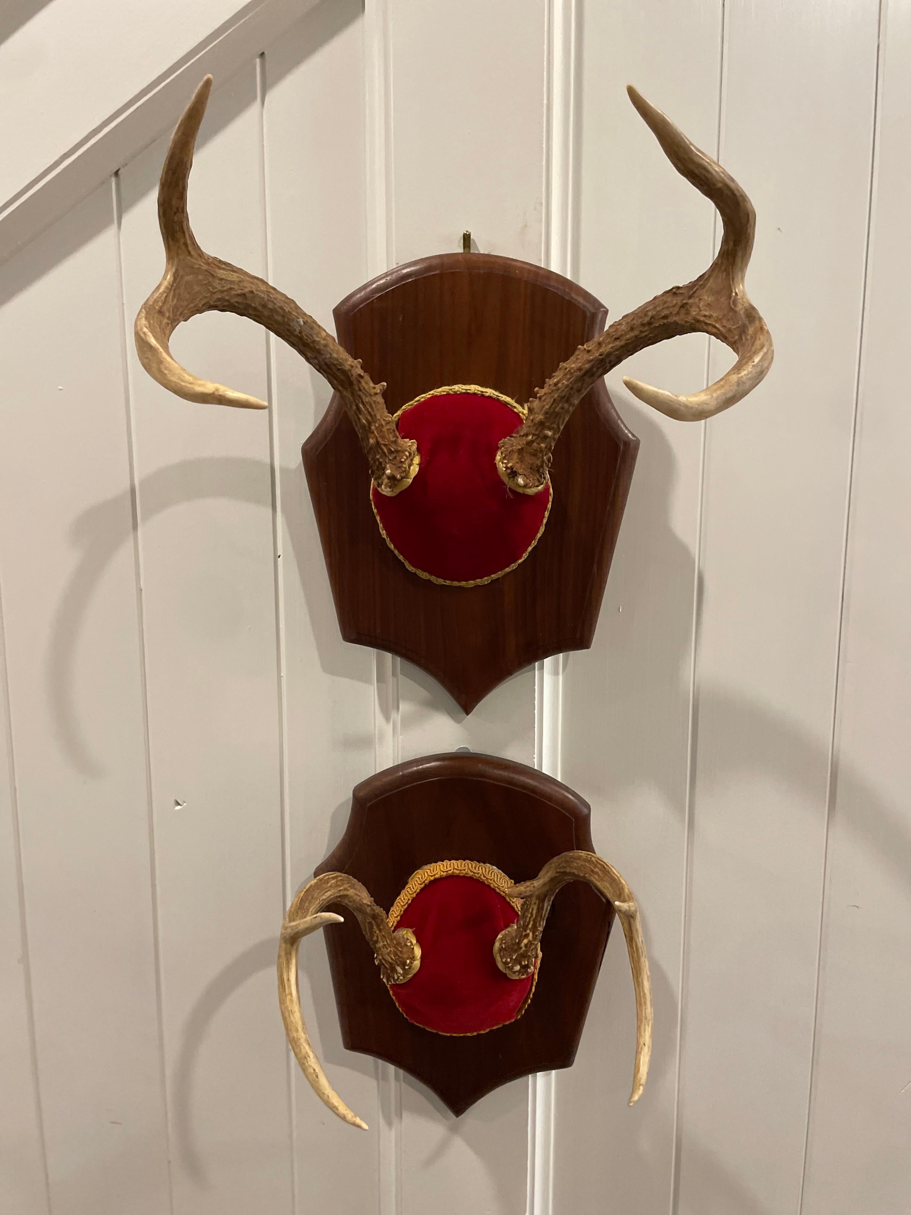 Mid 20th Century Vintage Trophy Mount Antlers - a Pair For Sale 2
