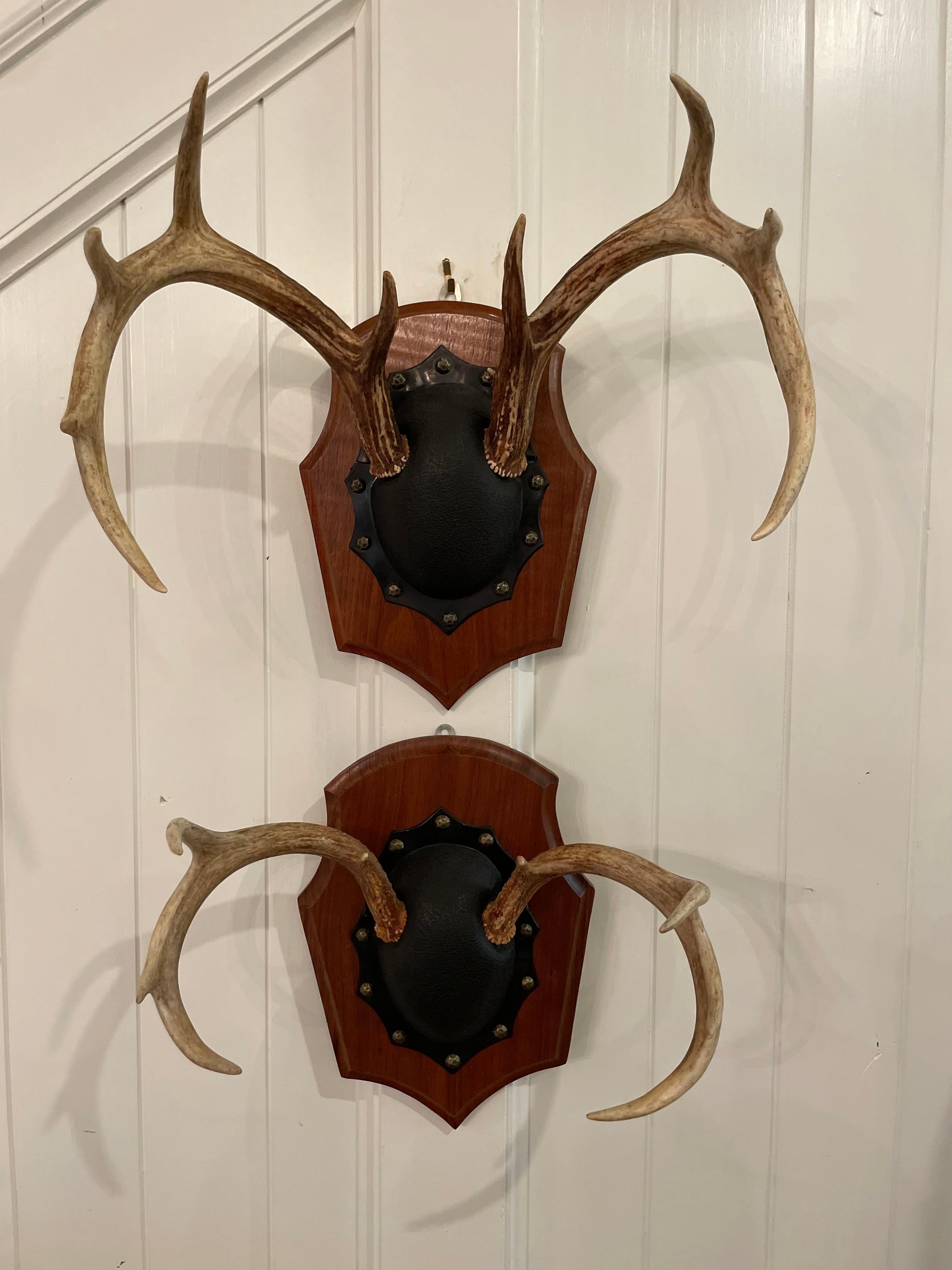 Beautiful mid century pair of deer antlers mounted on a carved wood plaque with black and brass studded center.

Fabulous set of 8 and 9 point deer antlers . One measures 14 inches across at widest point and the other measures 16 inches wide. The