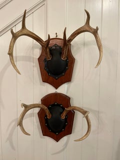 Mid 20th Century Vintage Trophy Mount Antlers Pair