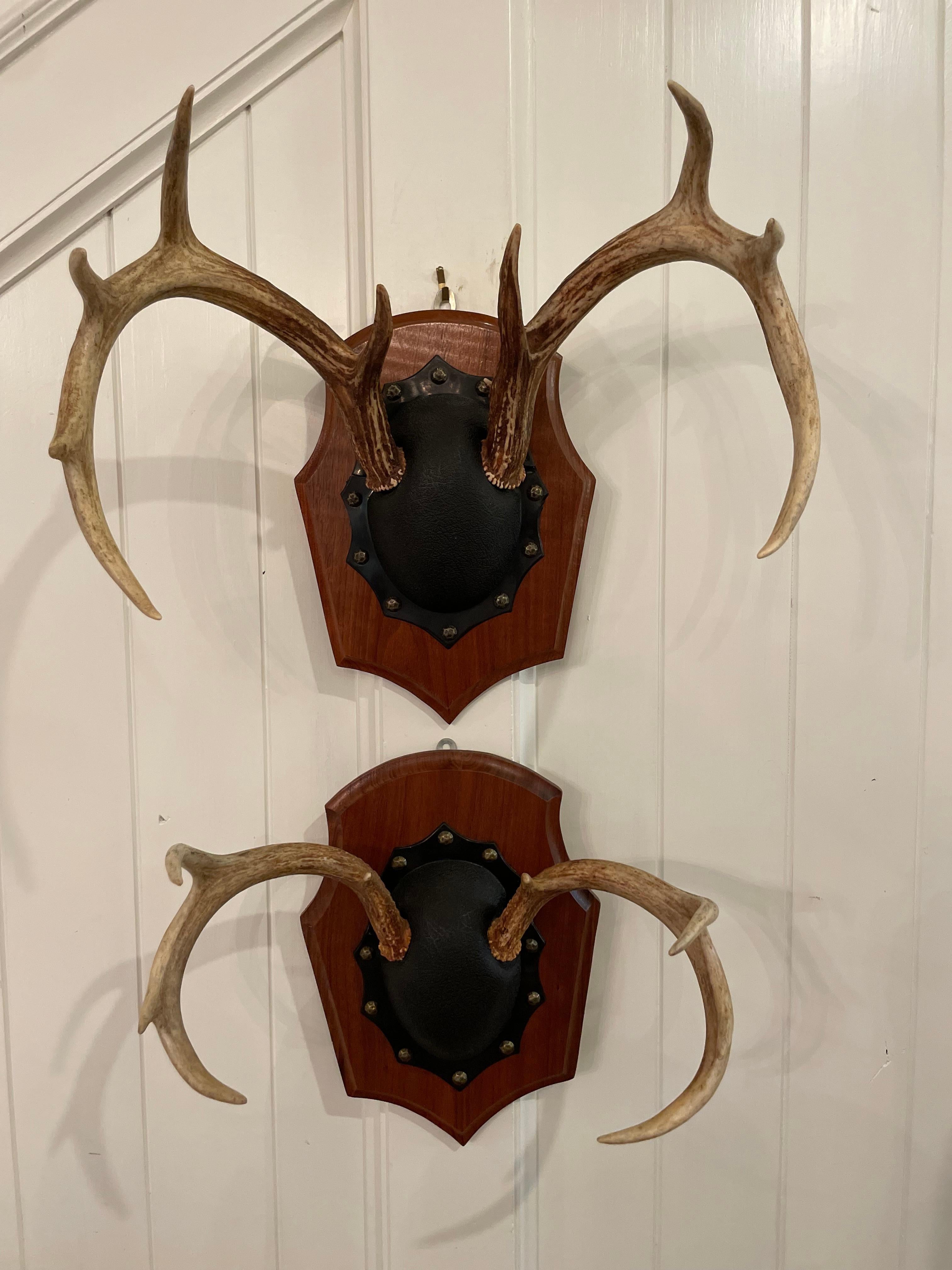 how to hang antlers on wall