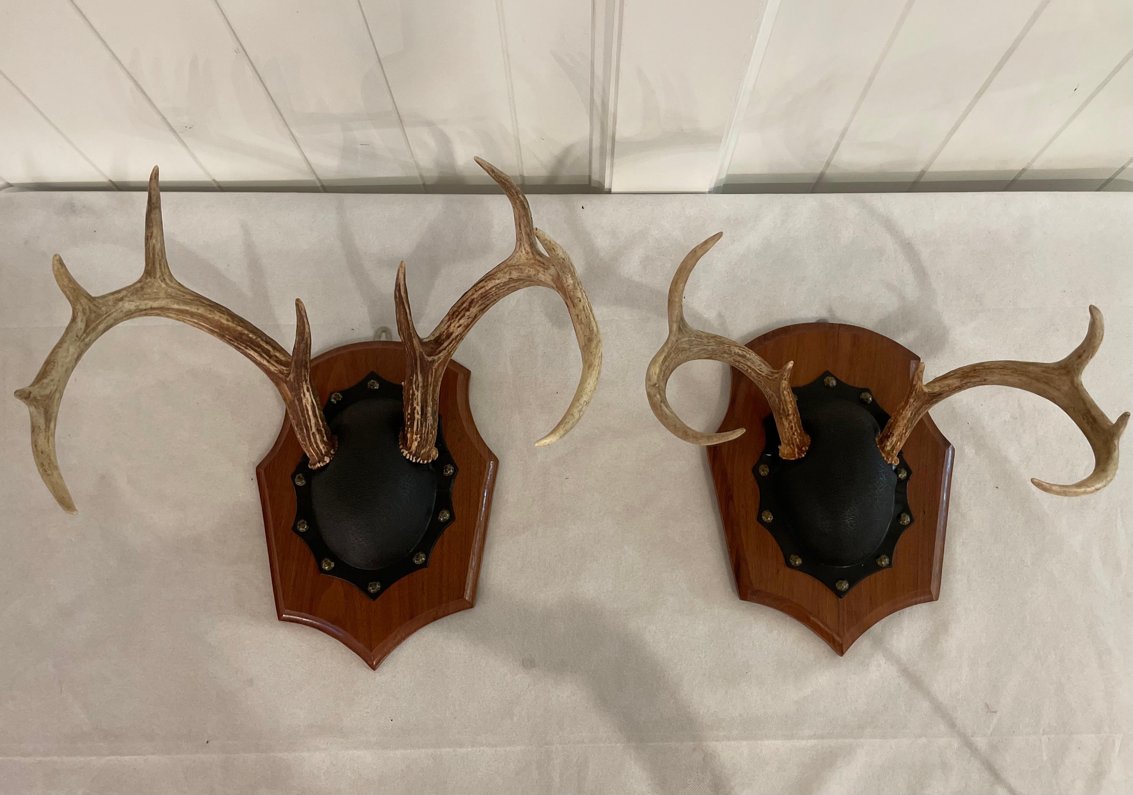Mid 20th Century Vintage Trophy Mount Antlers Pair In Good Condition For Sale In Cookeville, TN