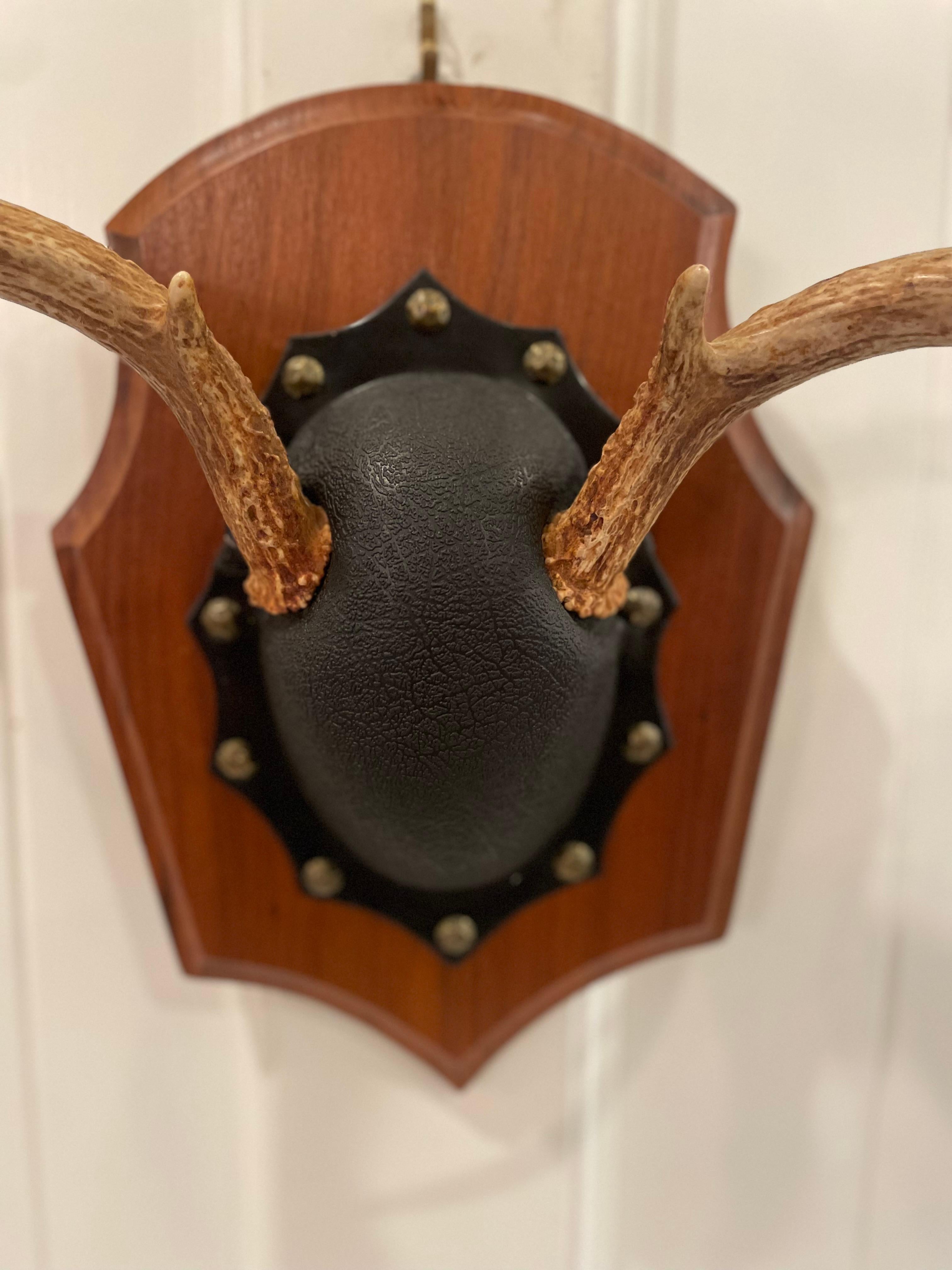 Bone Mid 20th Century Vintage Trophy Mount Antlers Pair For Sale