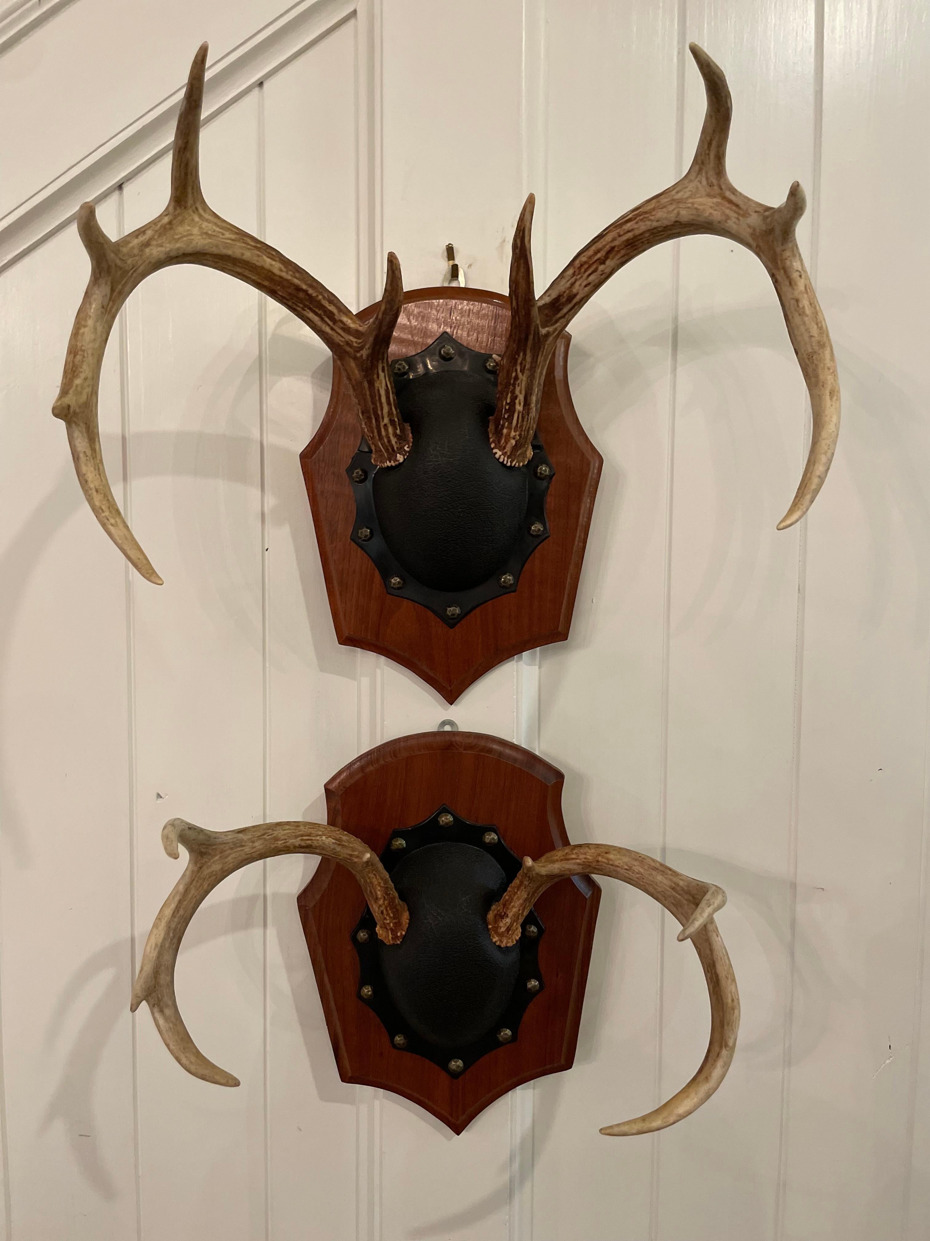 Mid 20th Century Vintage Trophy Mount Antlers Pair For Sale 2