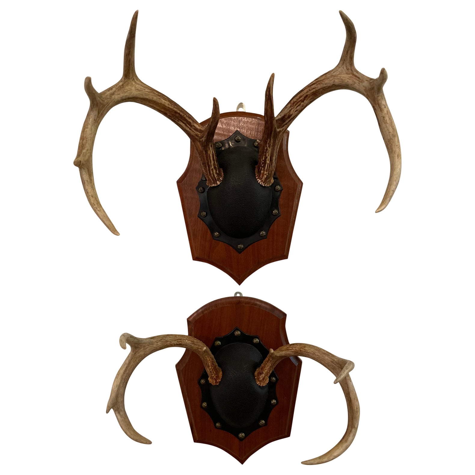 Paire de bois de cerf vintage du milieu du 20e siècle