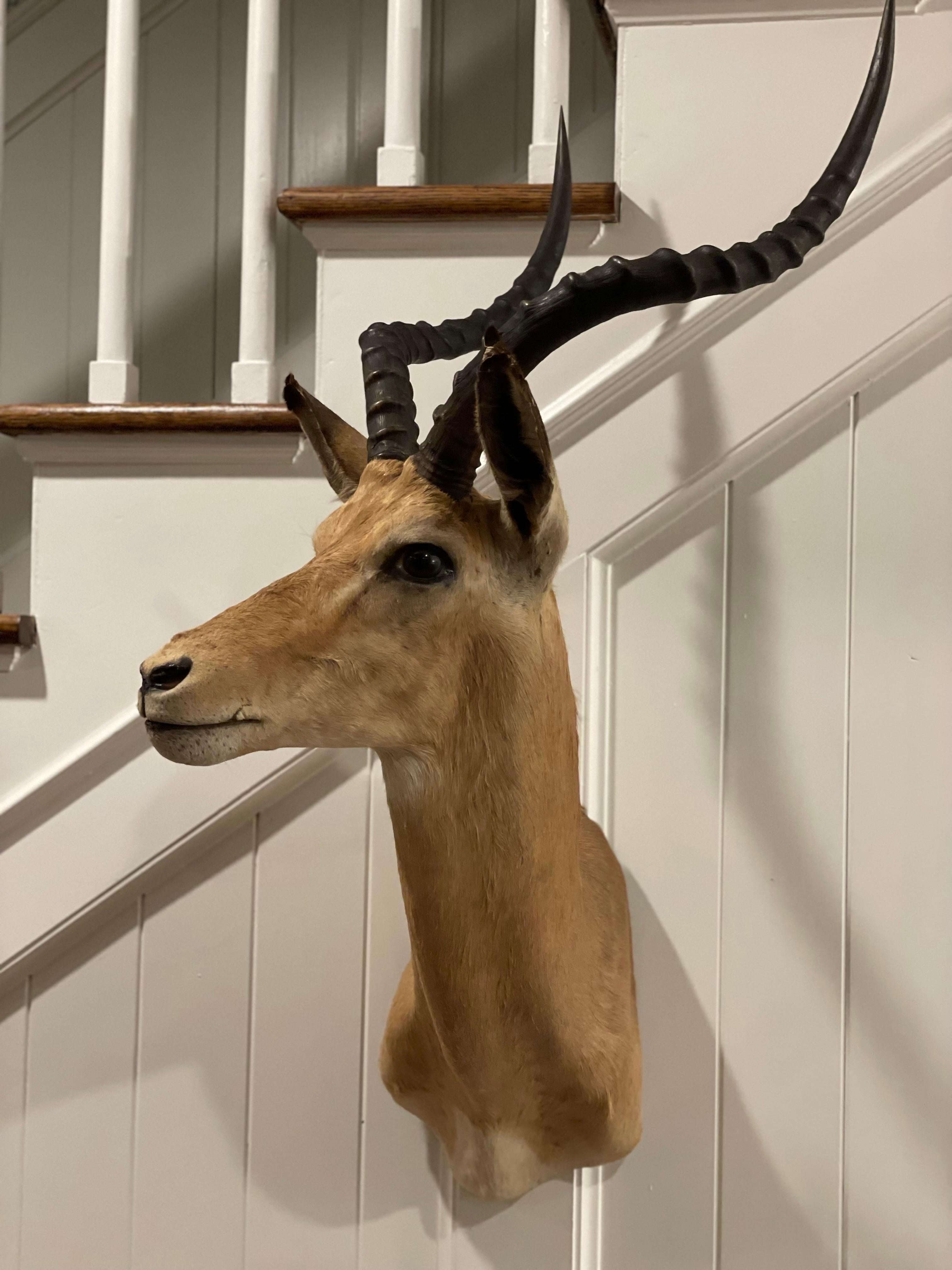 Mid-Century 1960's African Impala Taxidermy Head and Shoulder Wall Mount 4