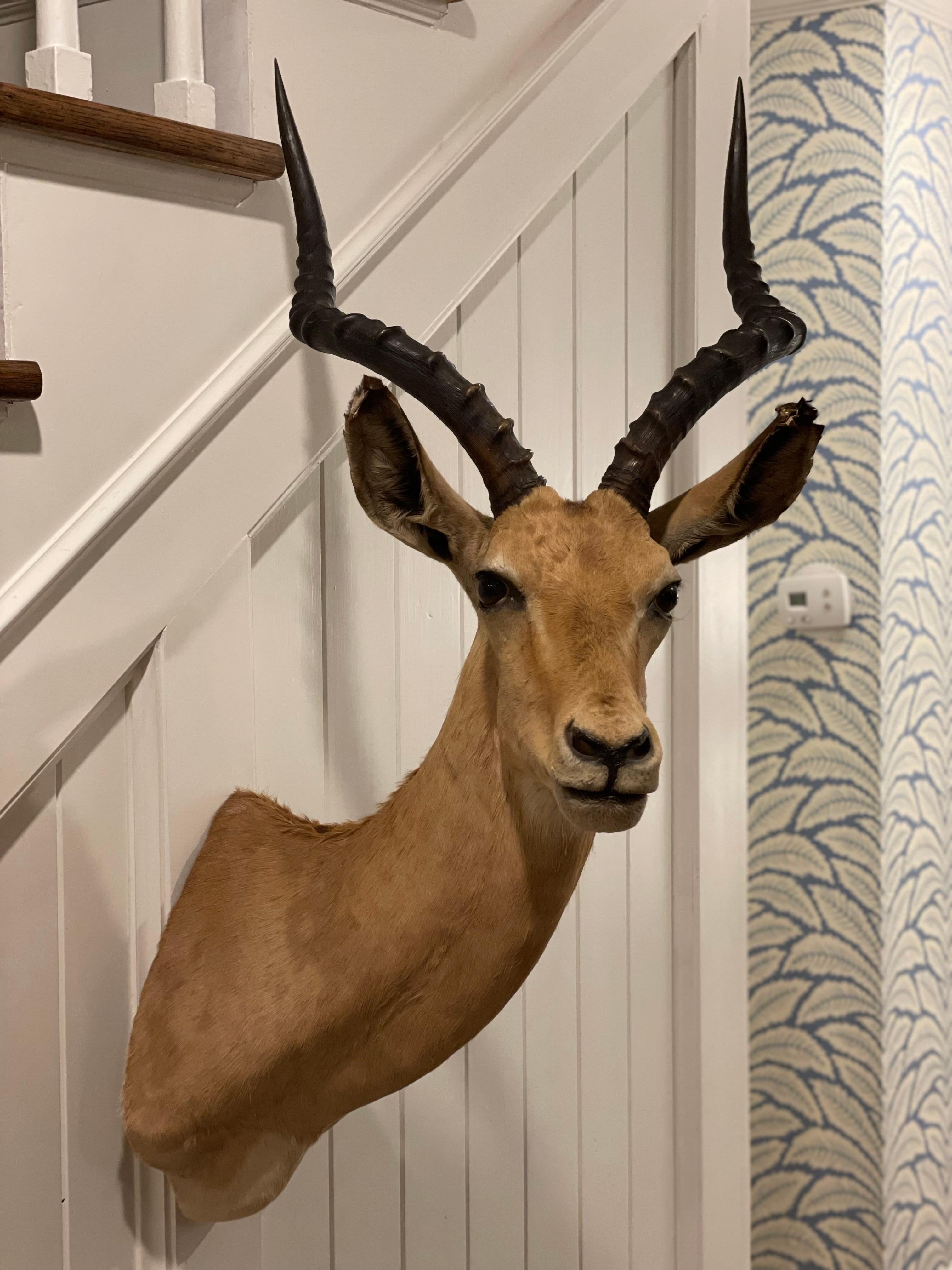Large Vintage Gorgeous Mid-Century 1960's African Impala Taxidermy Head and Shoulder Wall Mount. 

Card on the Back of the mount says the African Impala was mounted in May 1968 by Frontier Taxidermists in Cheyenne, WY for Dr. Davis of Shawnee