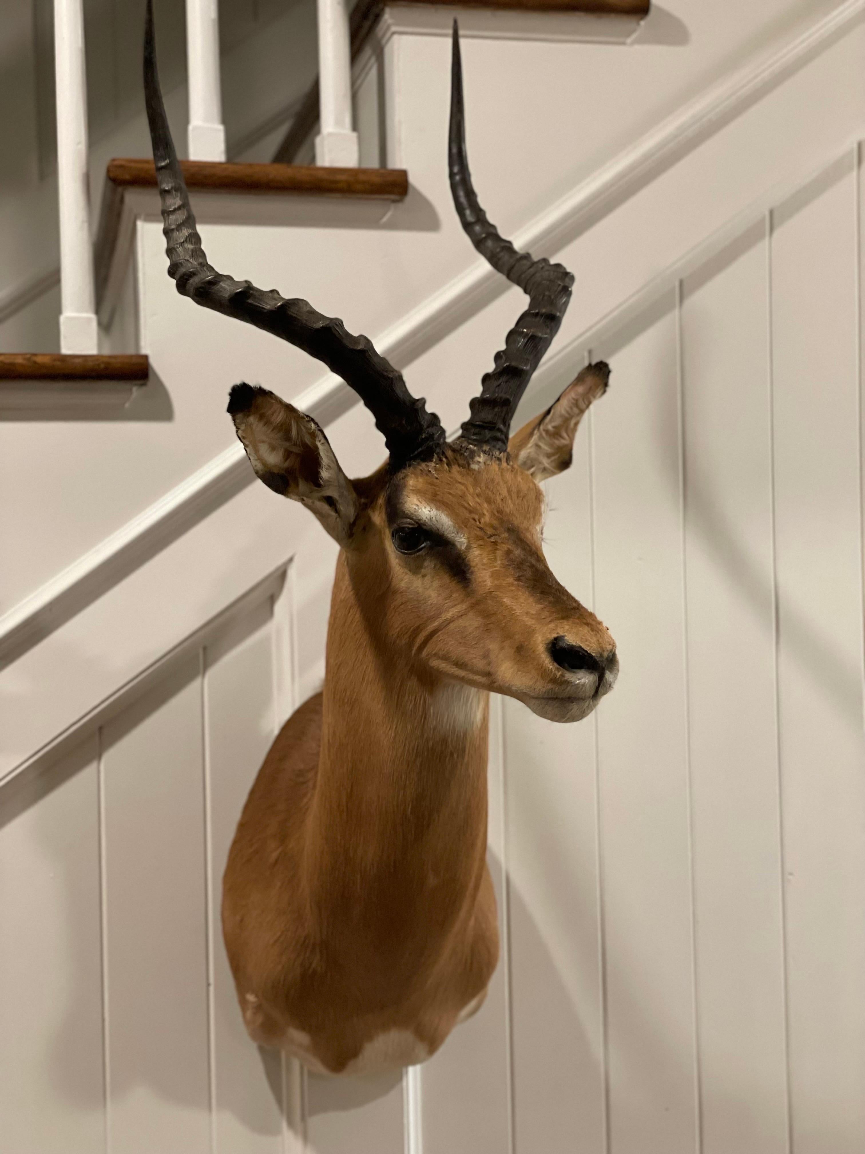Large Vintage Gorgeous Mid-Century 1960's African Impala Taxidermy Head and Shoulder Wall Mount. 

This gorgeous large vintage Impala was Part of the same estate as another Impala with a  Card on the Back of the mount that said the African Impala